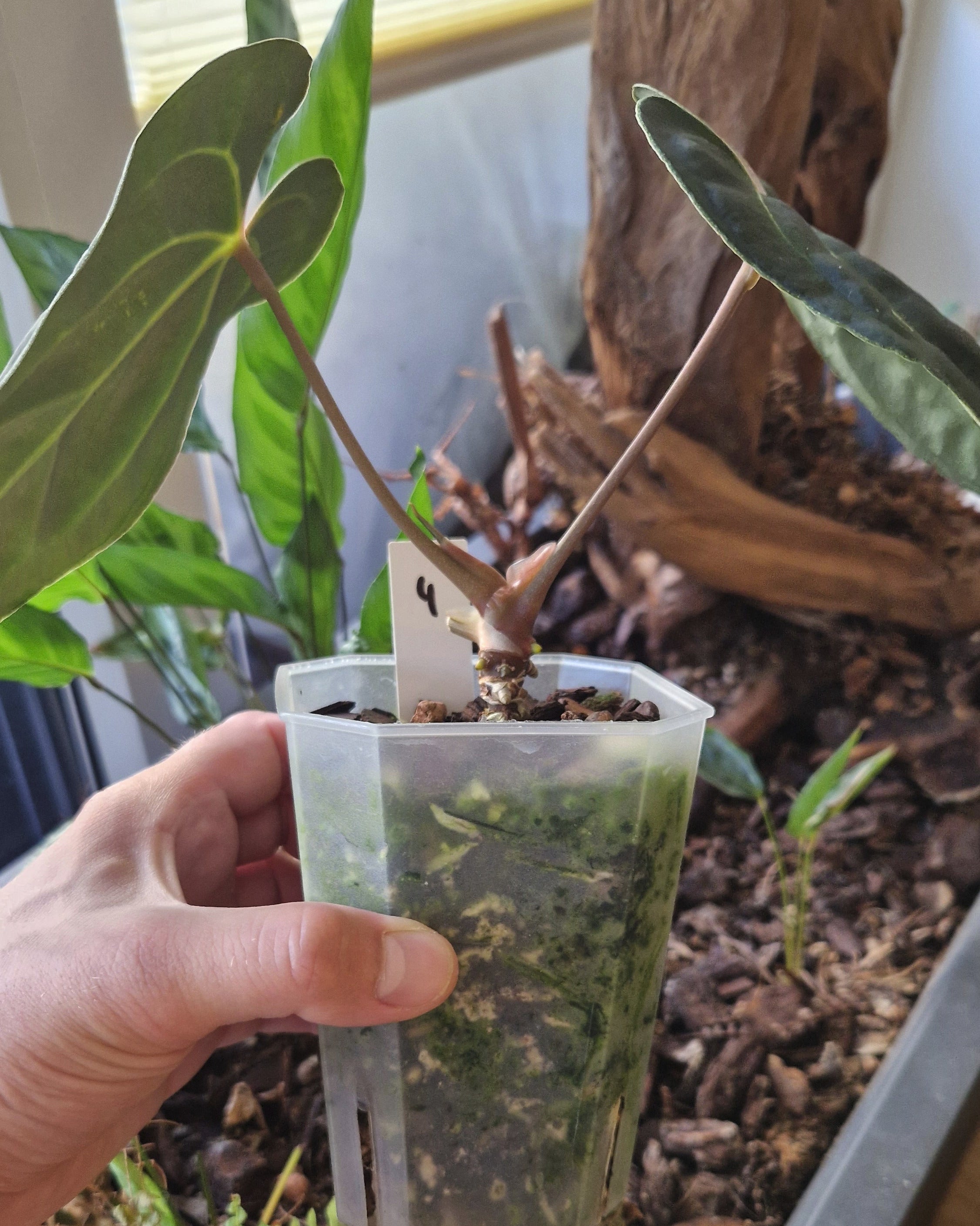 Anthurium besseae aff T3 x T4