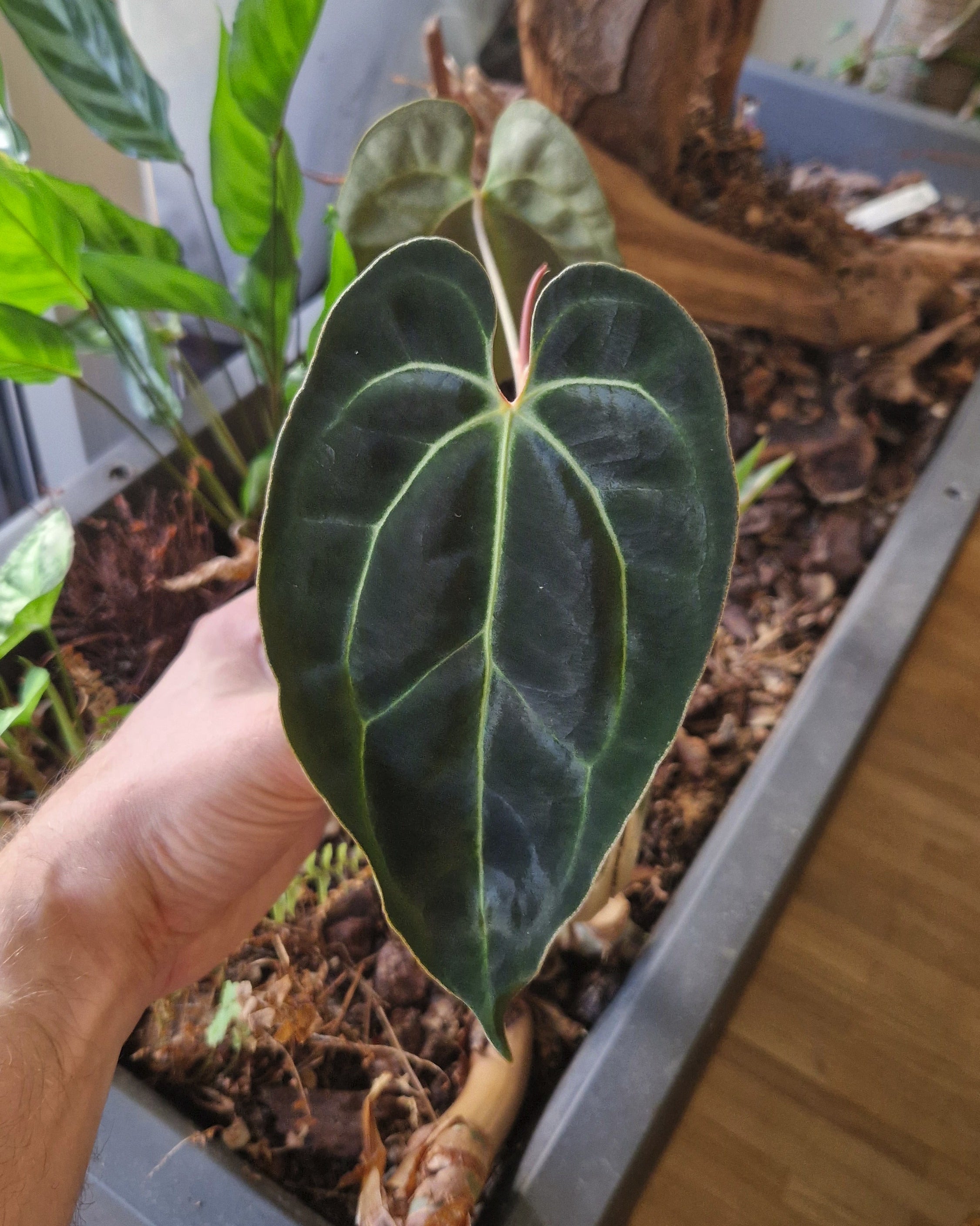 Anthurium besseae aff T3 x T4