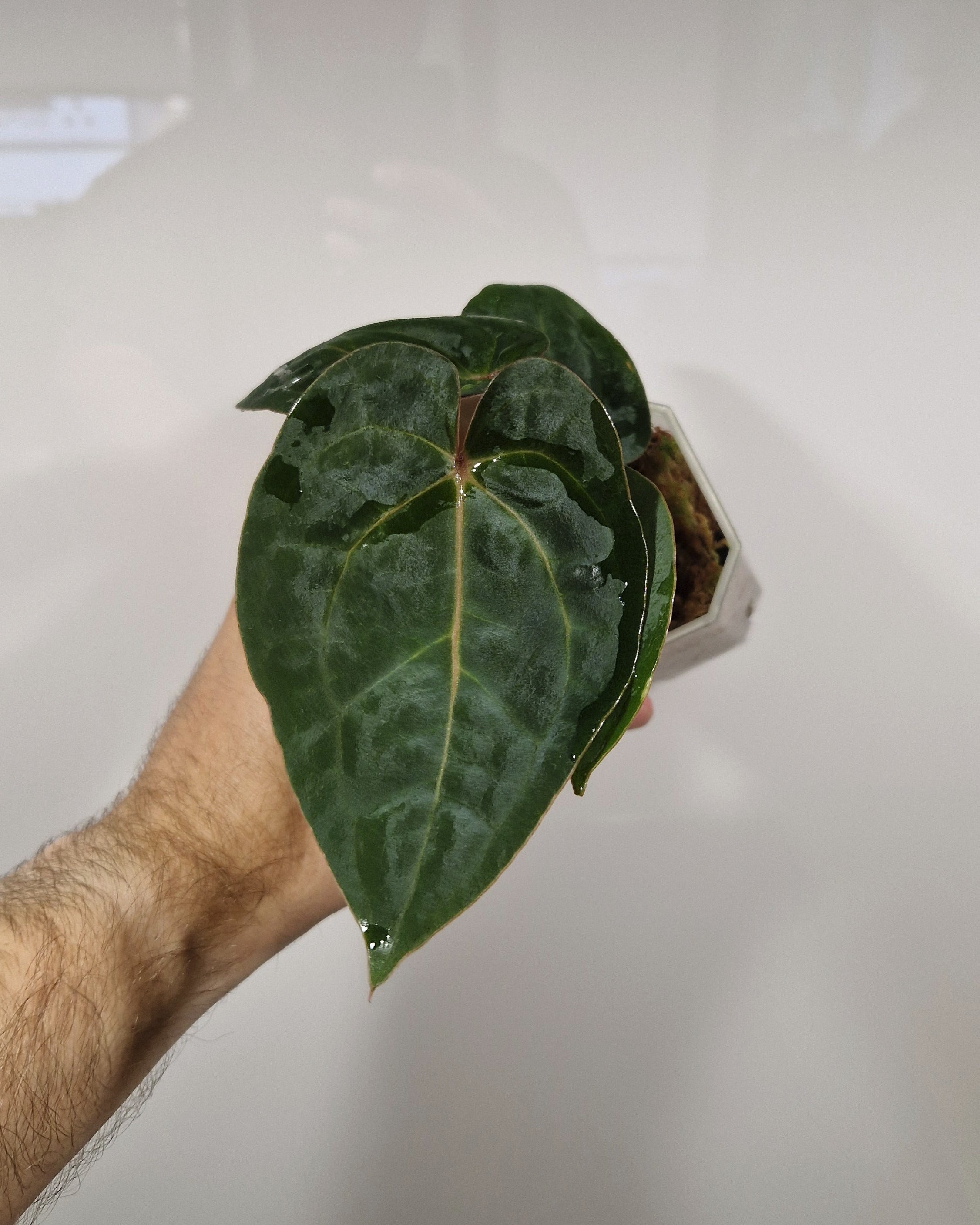 Anthurium 'Bloodmoon'