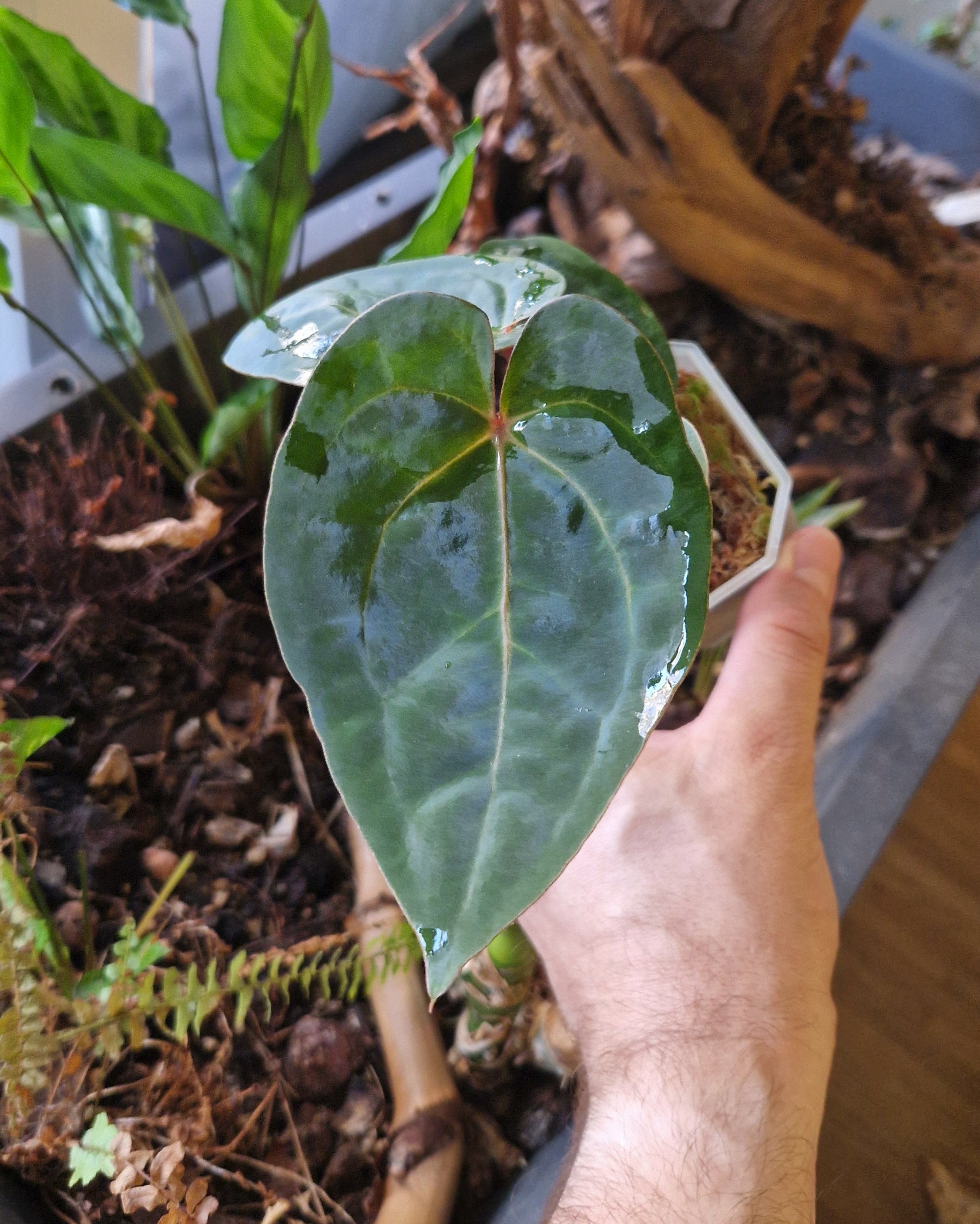 Anthurium 'Bloodmoon'
