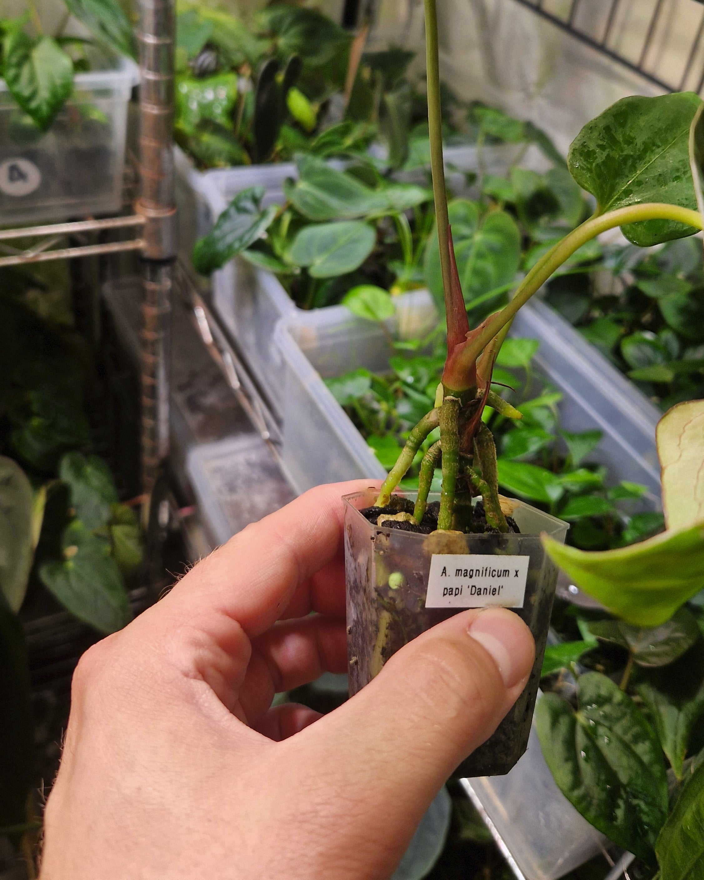 Anthurium magnificum x papillilaminum Daniel