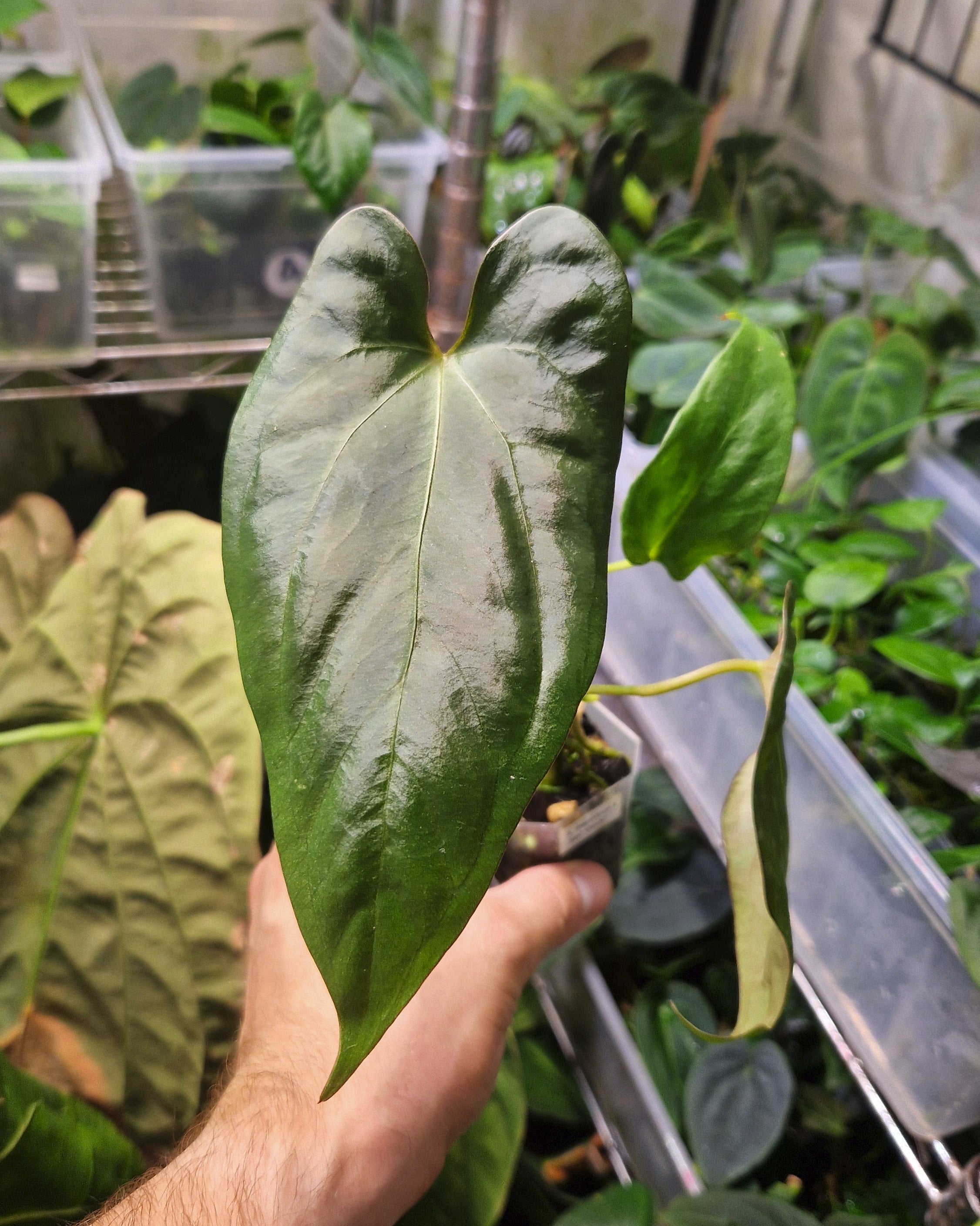 Anthurium magnificum x papillilaminum Daniel