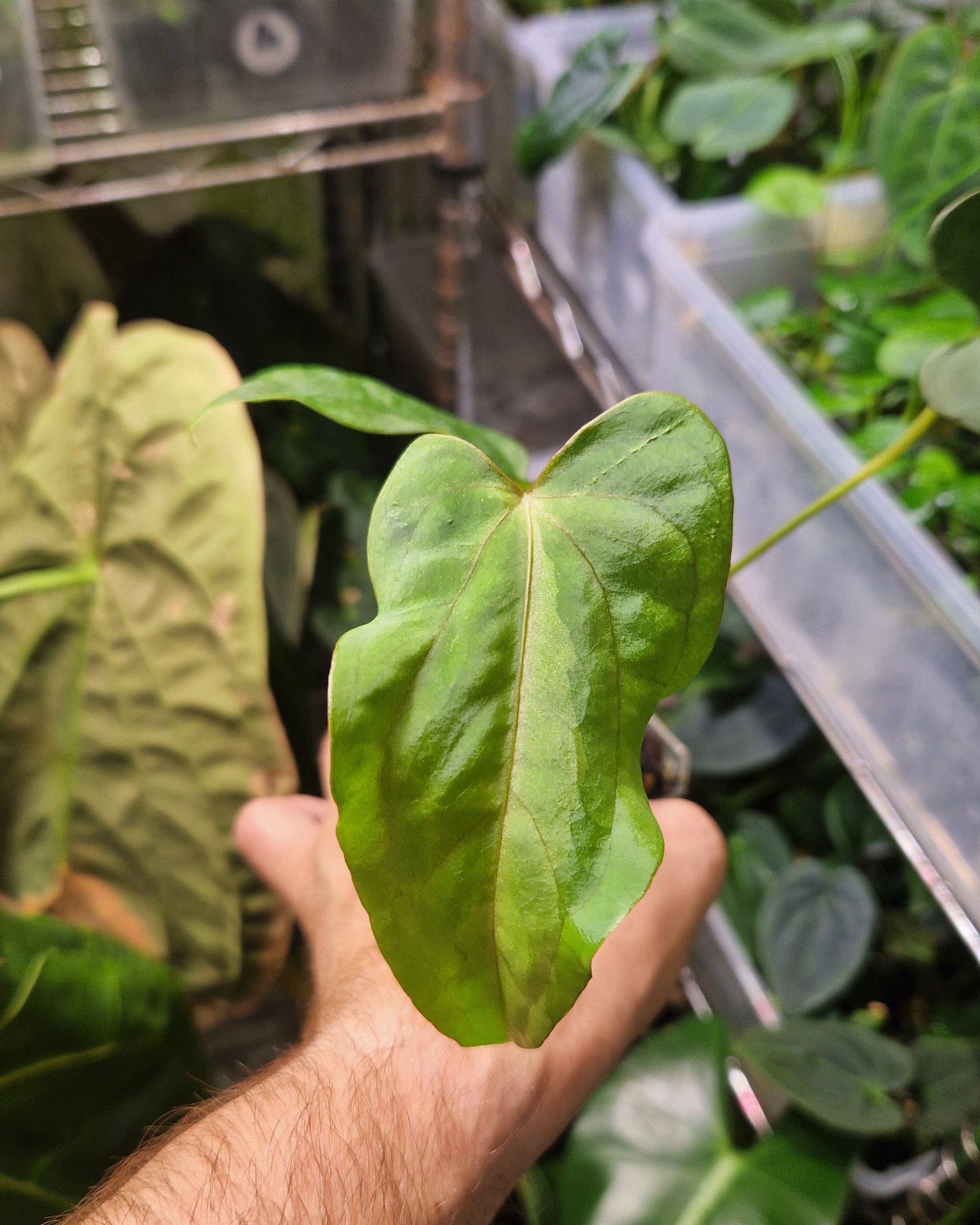 Anthurium magnificum x papillilaminum Daniel