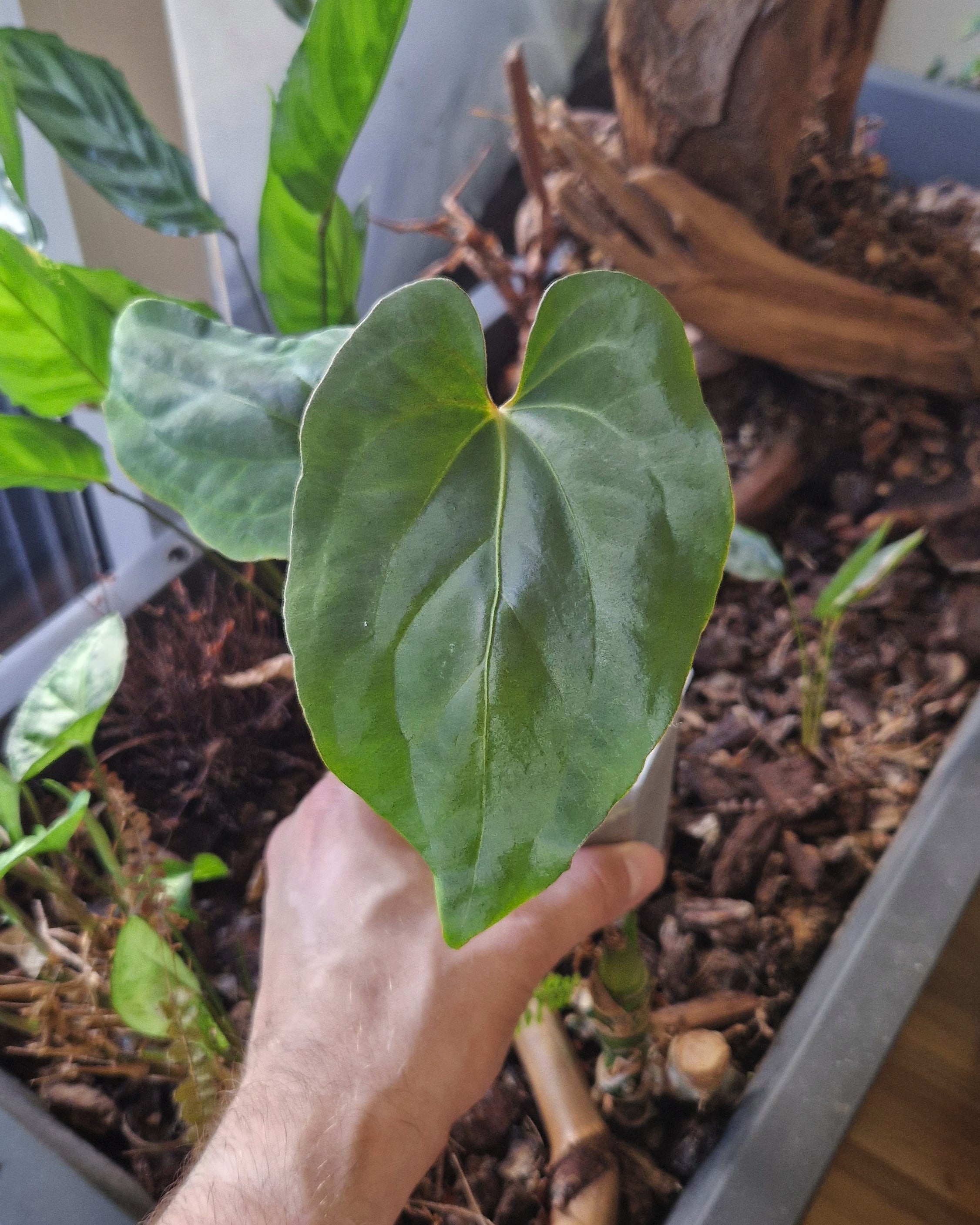 Anthurium (papillilaminum Daniel x besseae aff) wide x kunayalense T1