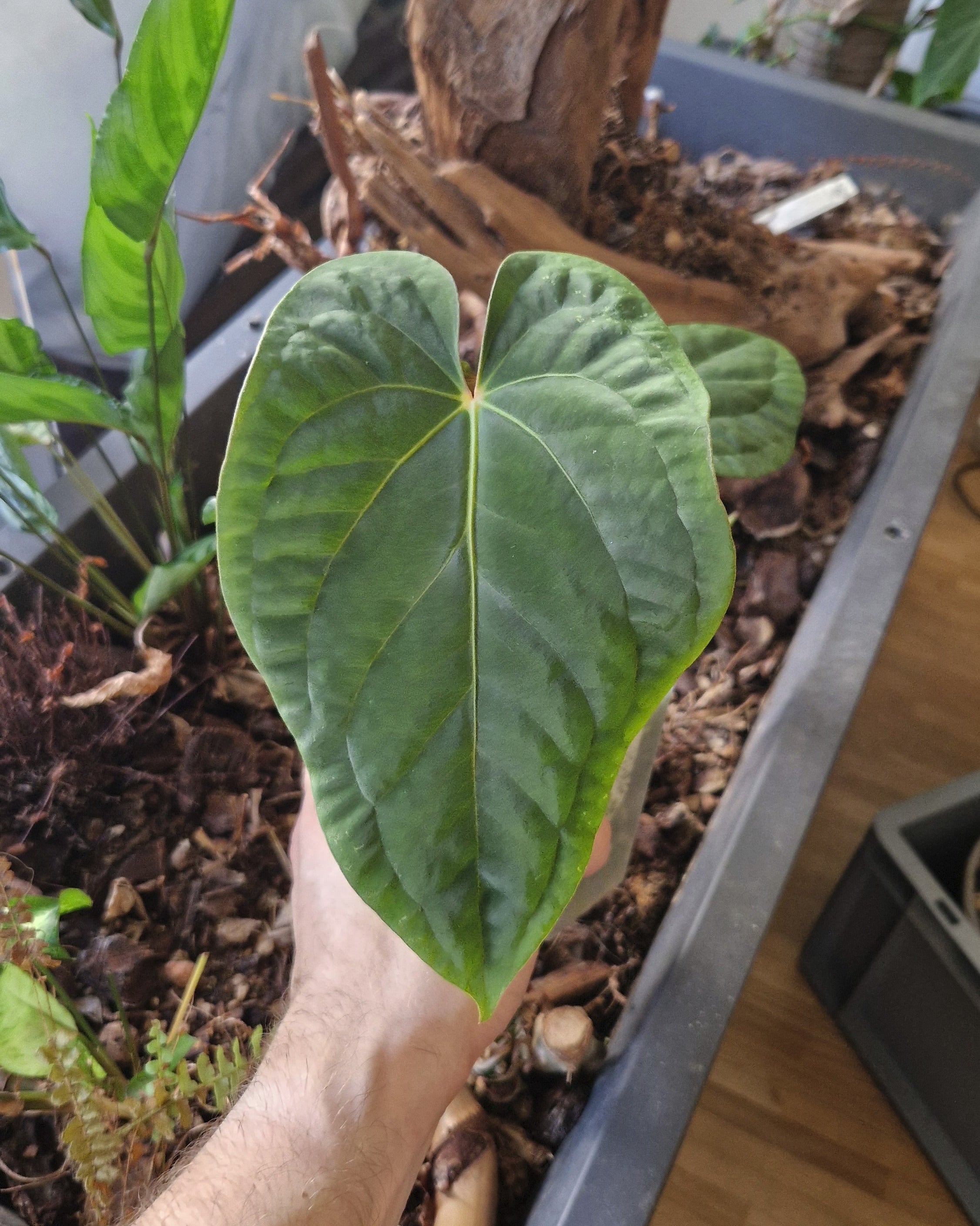 Anthurium papillilaminum T15 x kunayalense T1