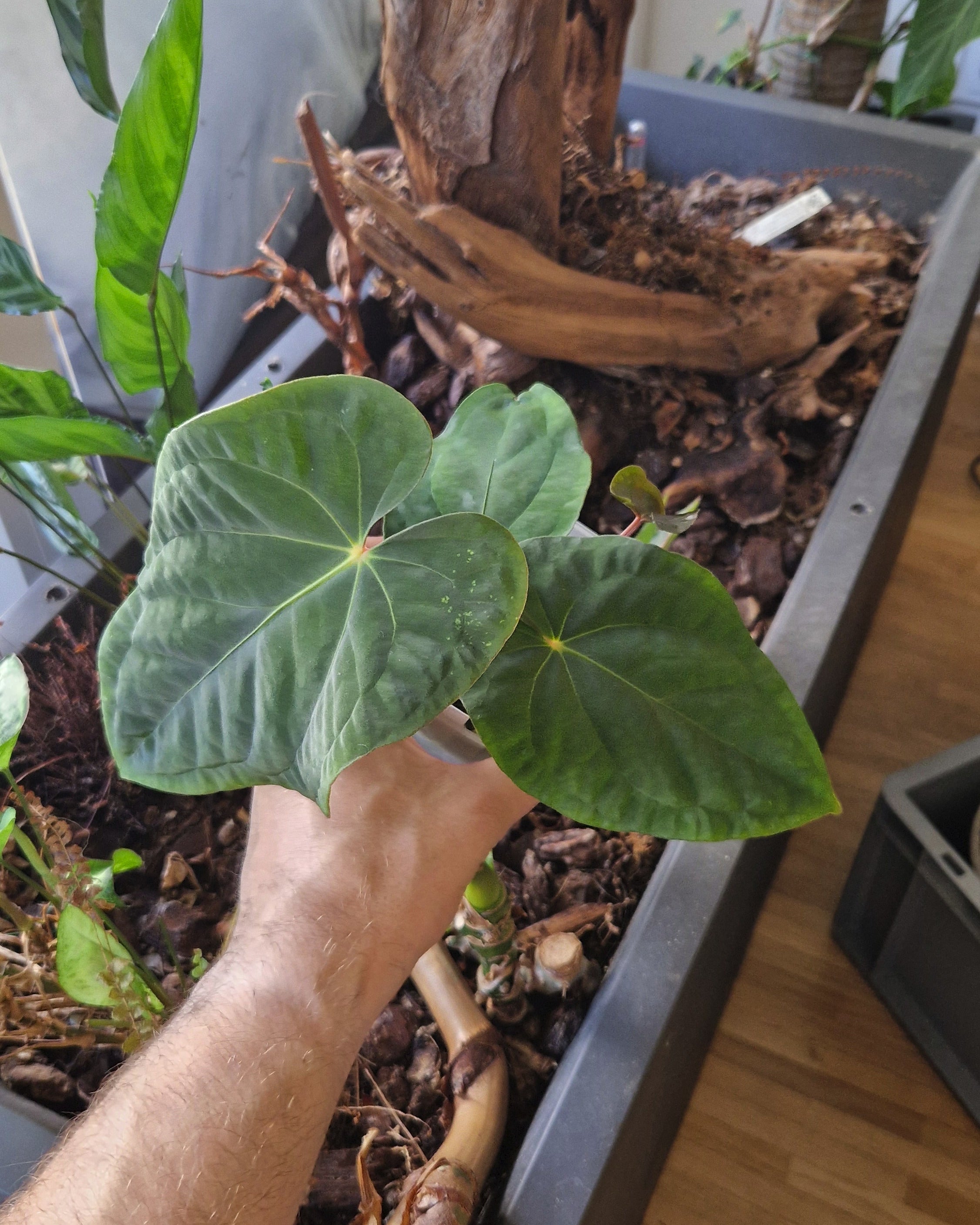 Anthurium papillilaminum T15 x kunayalense T1