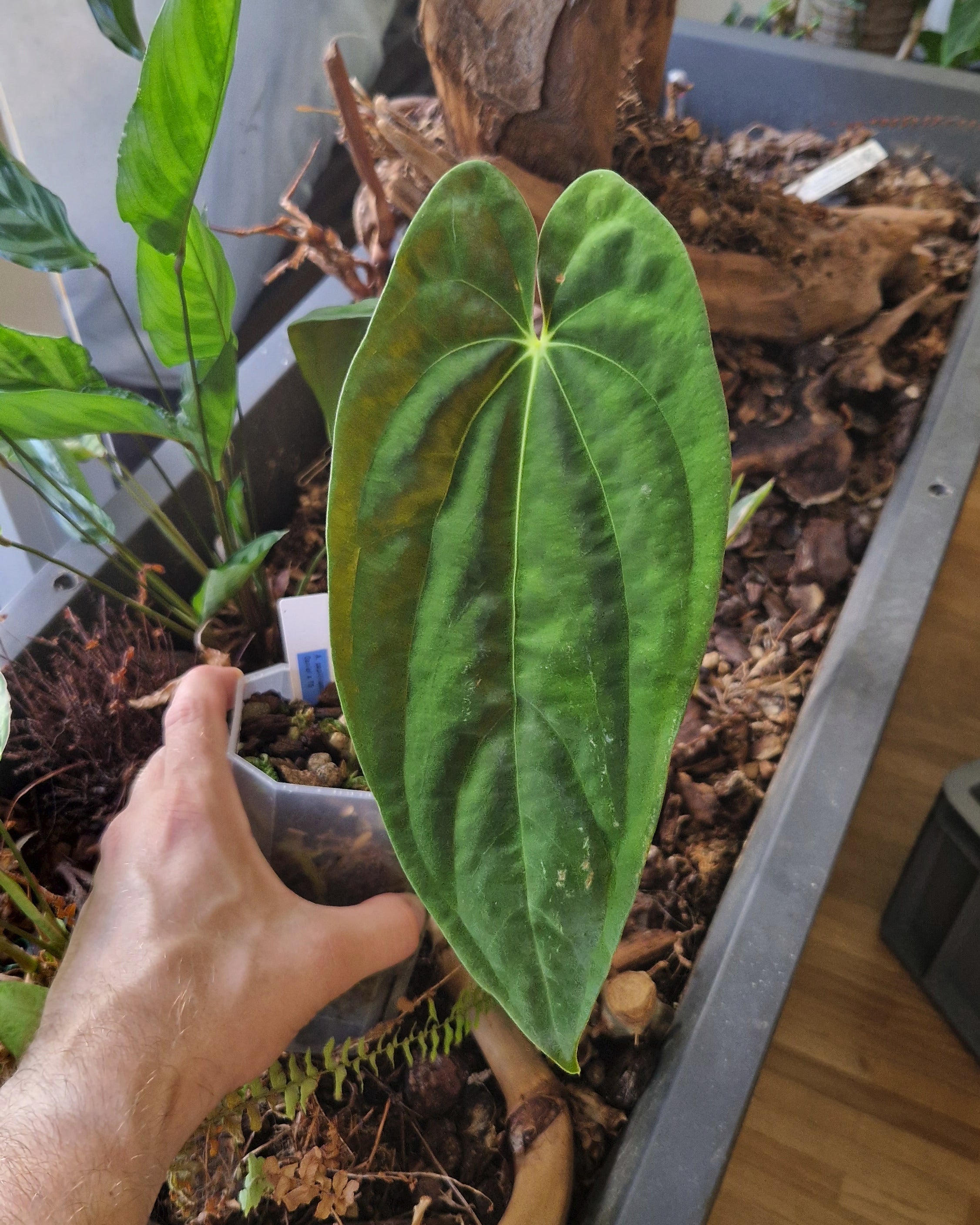 Anthurium papillilaminum Daniel x papillilaminum T5