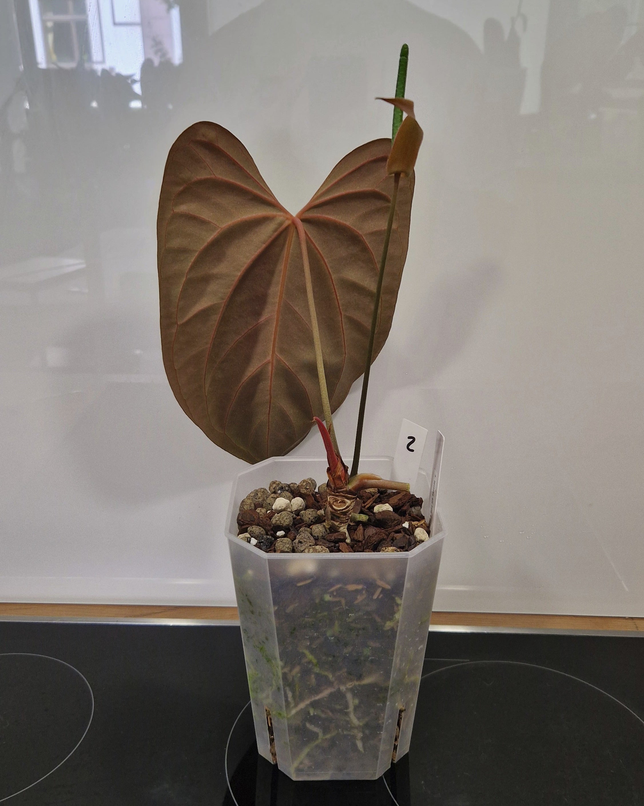 Anthurium besseae aff x papillilaminum Daniel