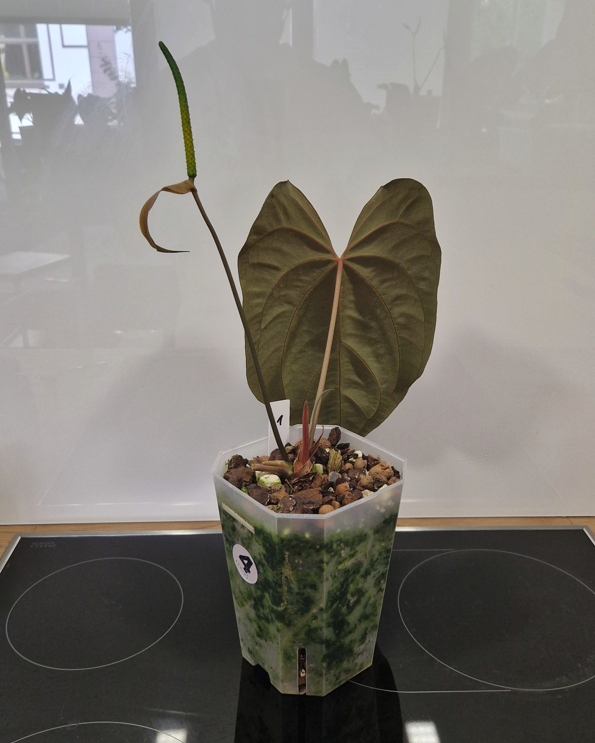 Anthurium besseae aff x papillilaminum Daniel