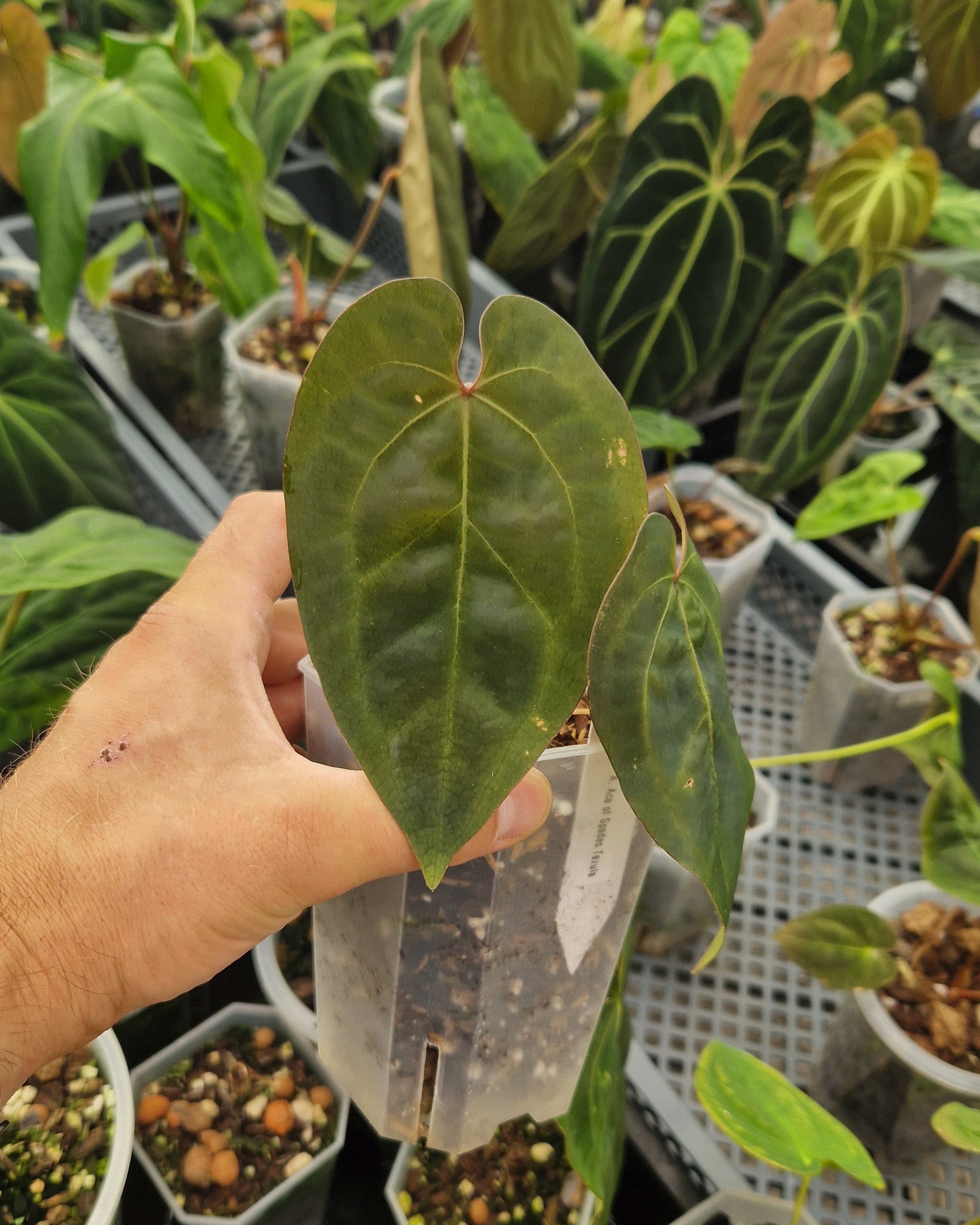 Anthurium 'Ace of Spades' Dark Form