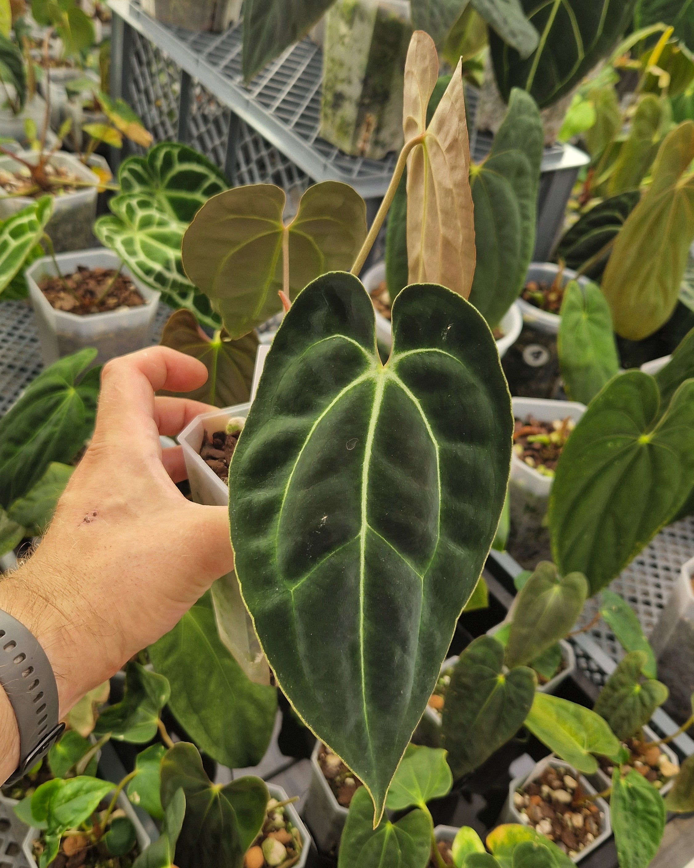 Anthurium besseae aff T3 x T4