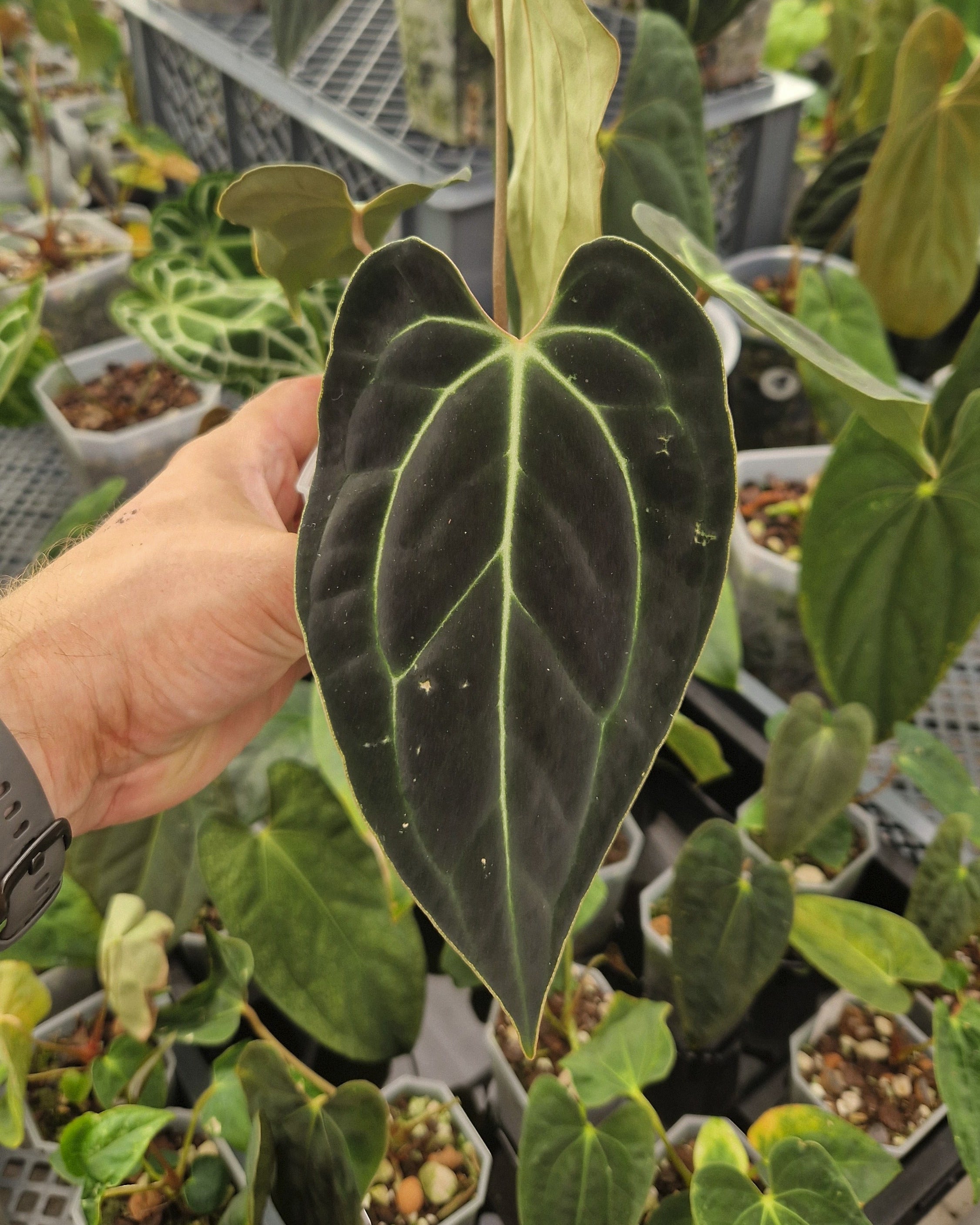 Anthurium besseae aff T3 x T4
