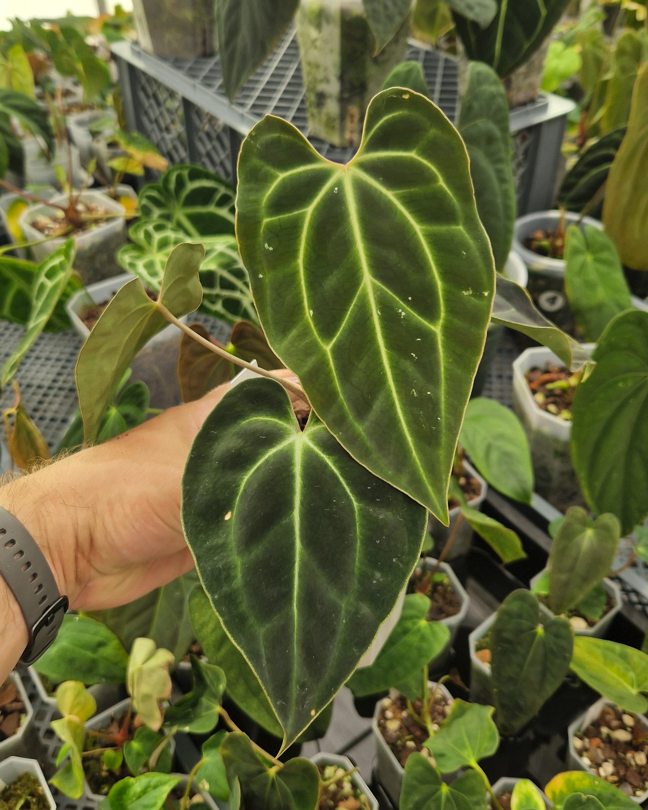 Anthurium besseae aff T3 x T4