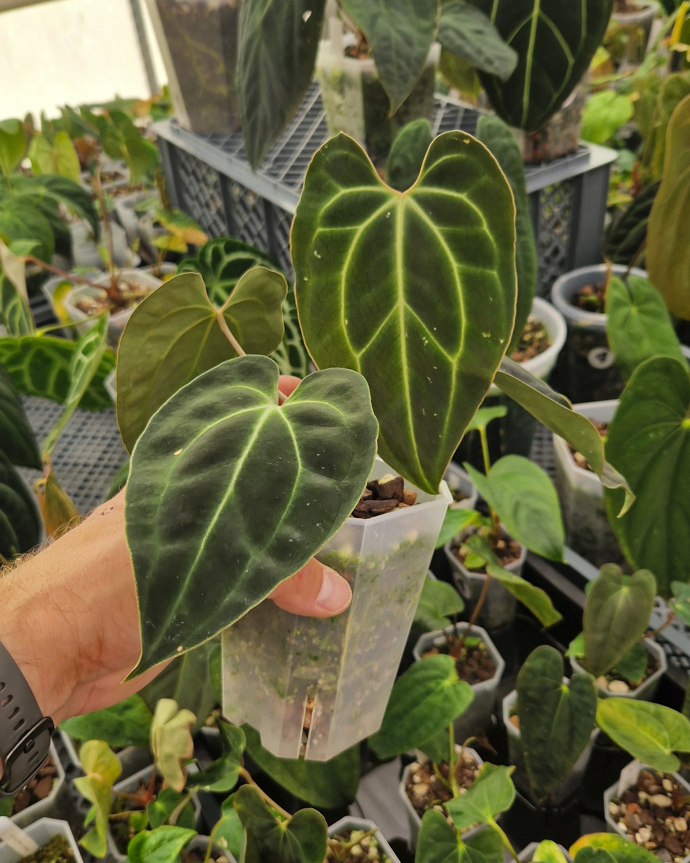Anthurium besseae aff T3 x T4