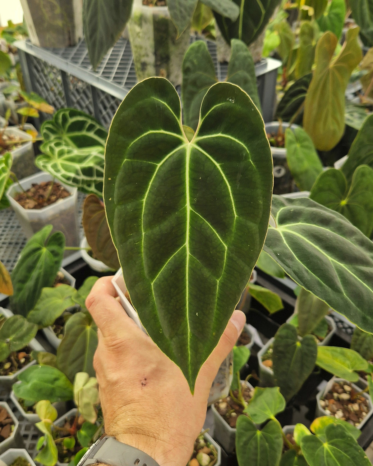 Anthurium besseae aff T3 x T4