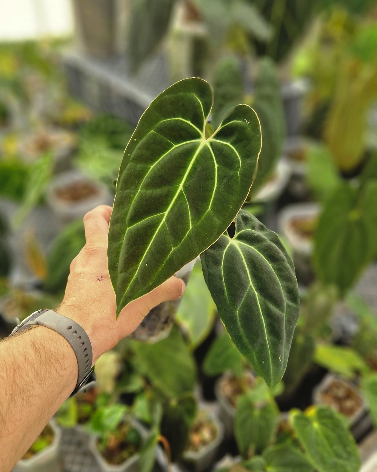 Anthurium besseae aff T3 x T4