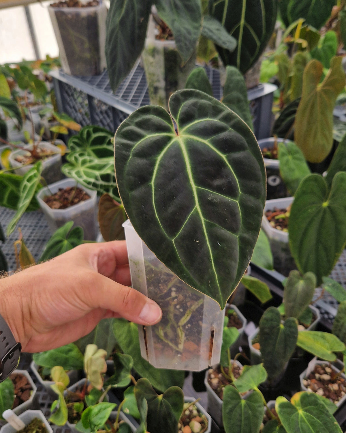 Anthurium besseae aff T3 x T4