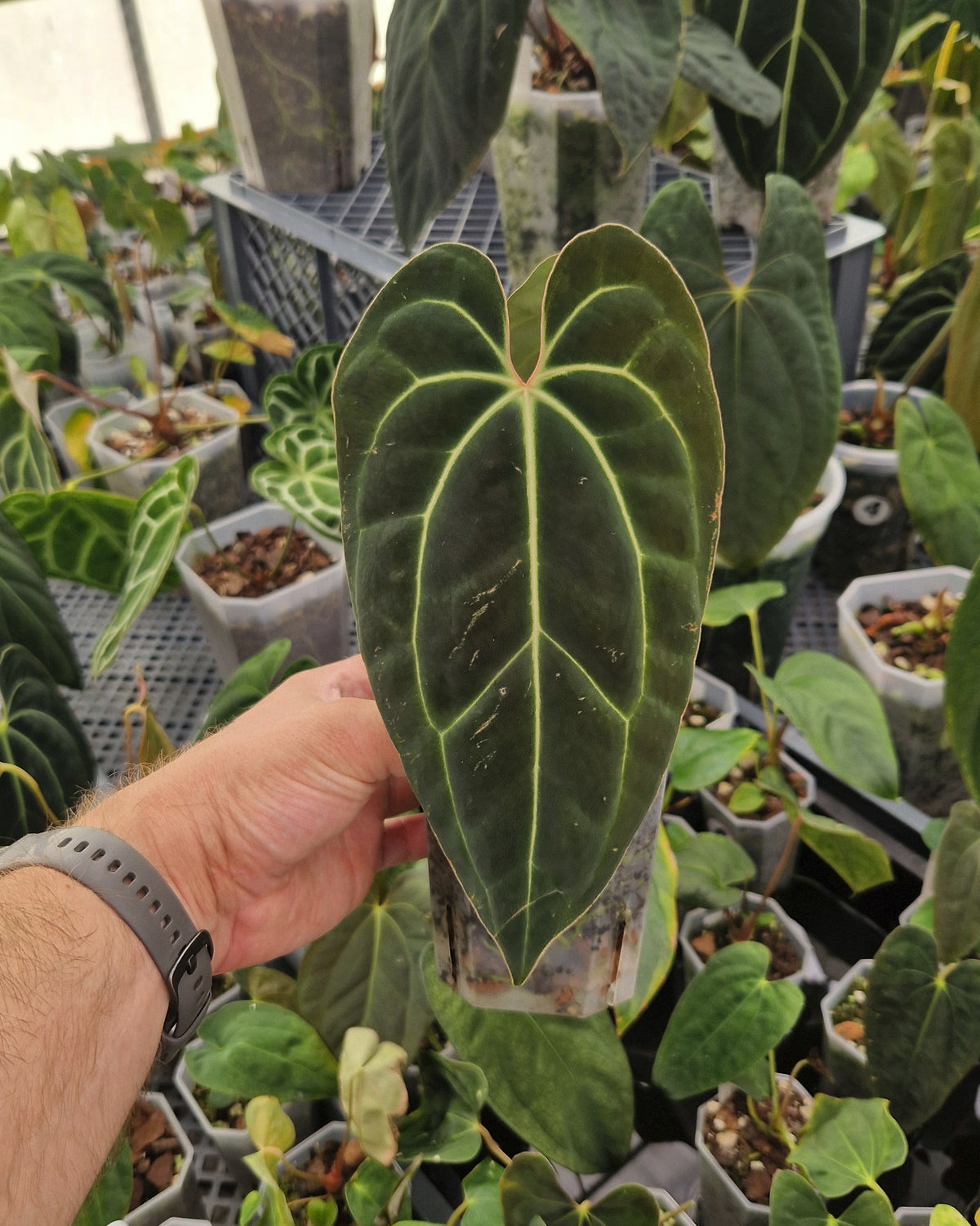 Anthurium besseae aff T3 x T4