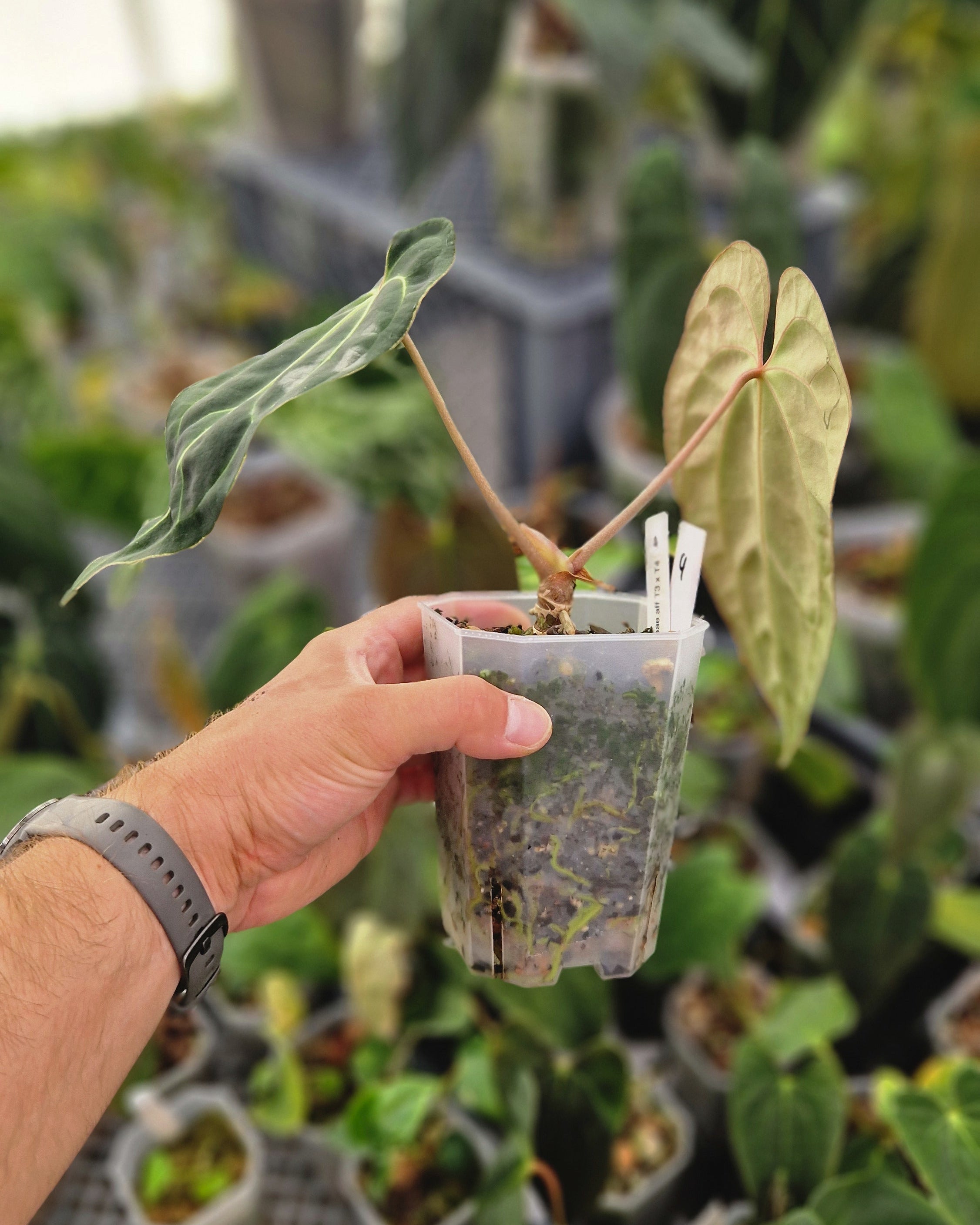 Anthurium besseae aff T3 x T4