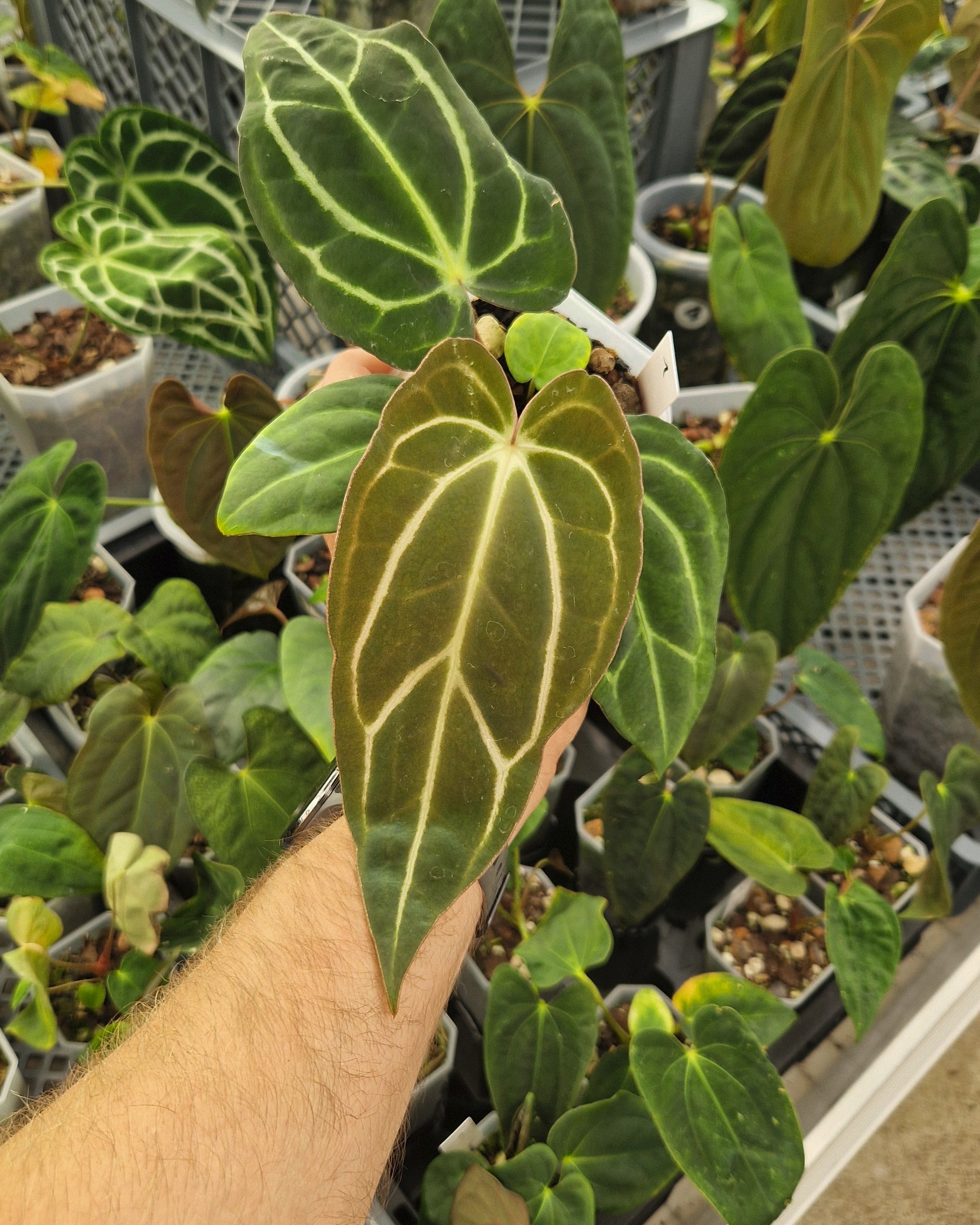Anthurium carlablackiae T2 x T5