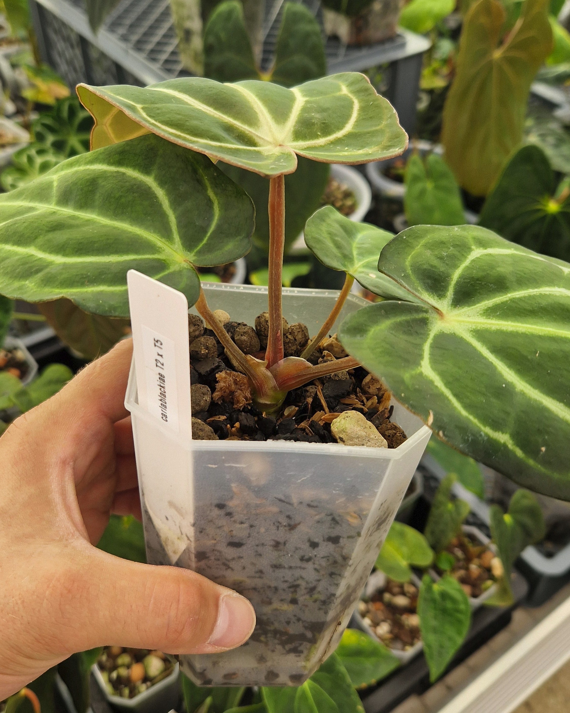Anthurium carlablackiae T2 x T5