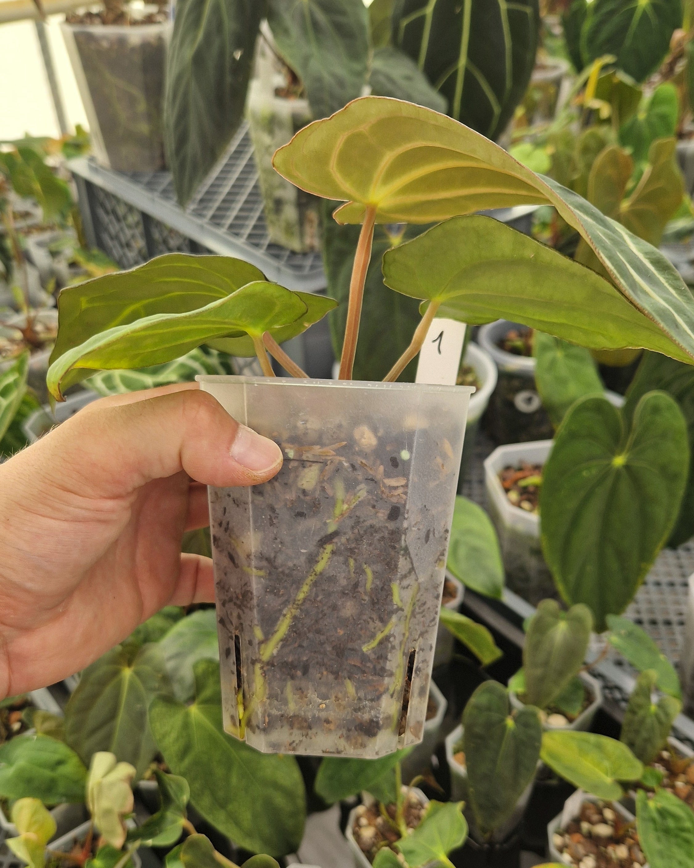 Anthurium carlablackiae T2 x T5