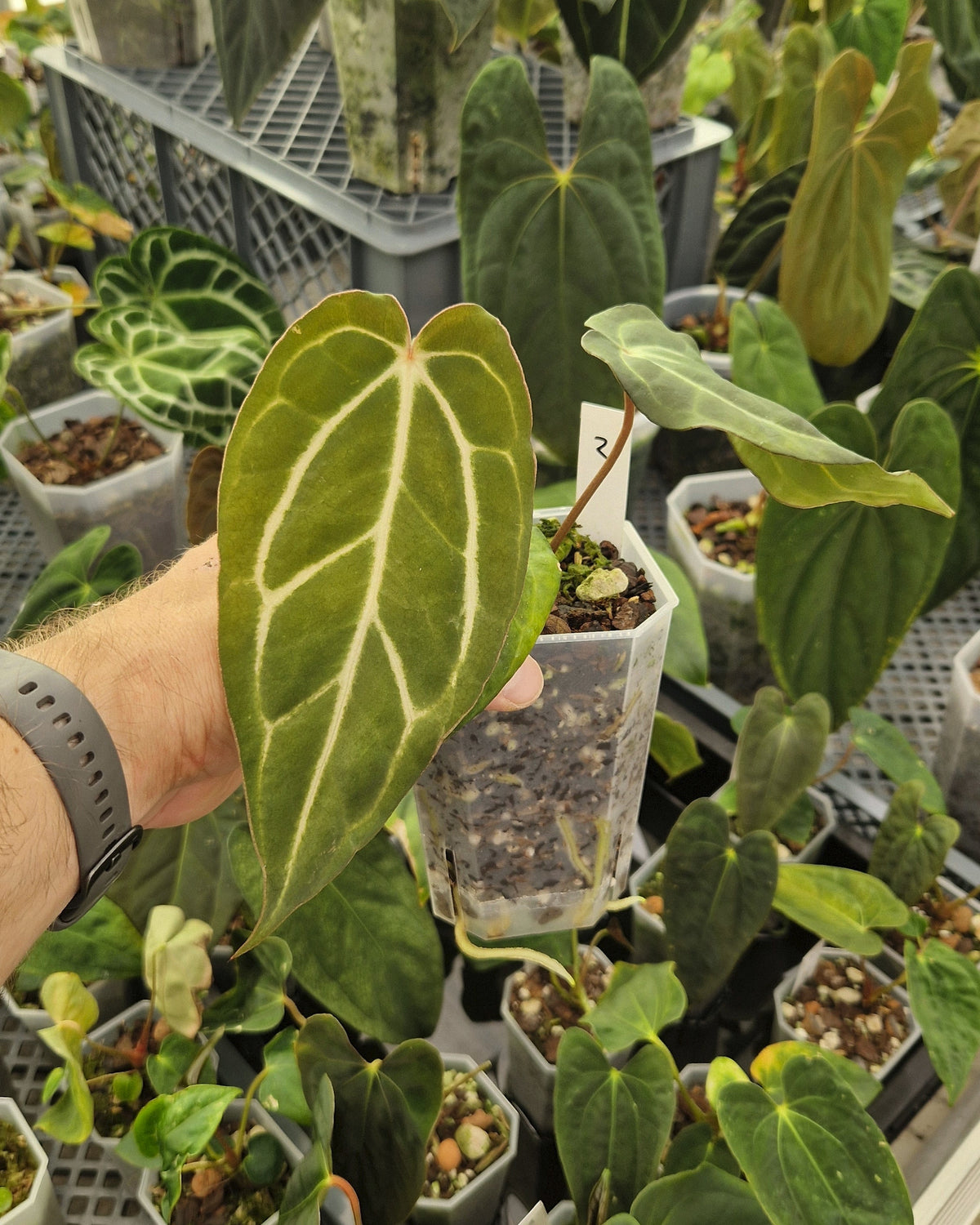 Anthurium carlablackiae T2 x T5