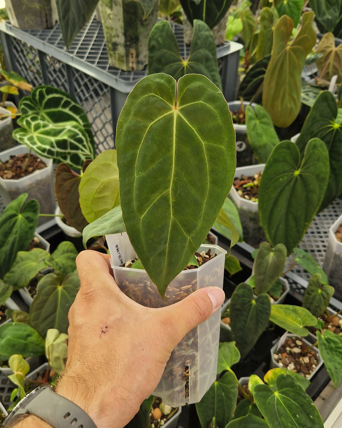 Anthurium 'blue papillilaminum' OG x 'Black Widow x Michelle'