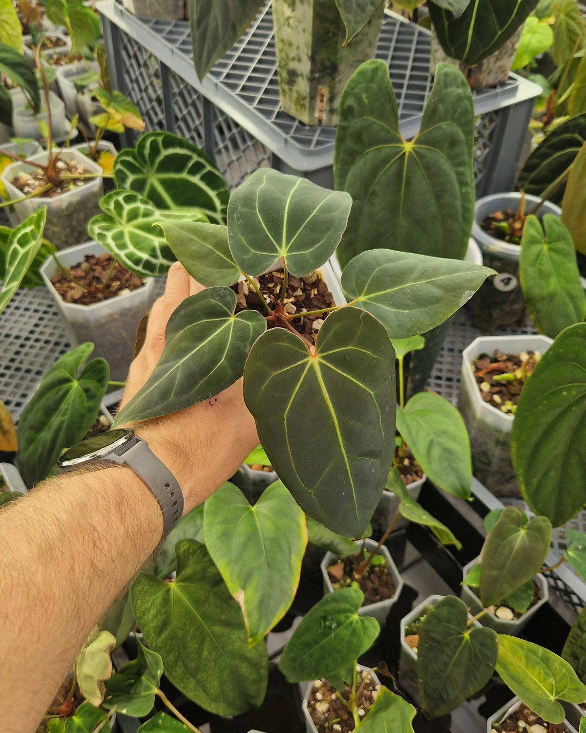 Anthurium 'blue papillilaminum' OG x 'Black Widow x Michelle'