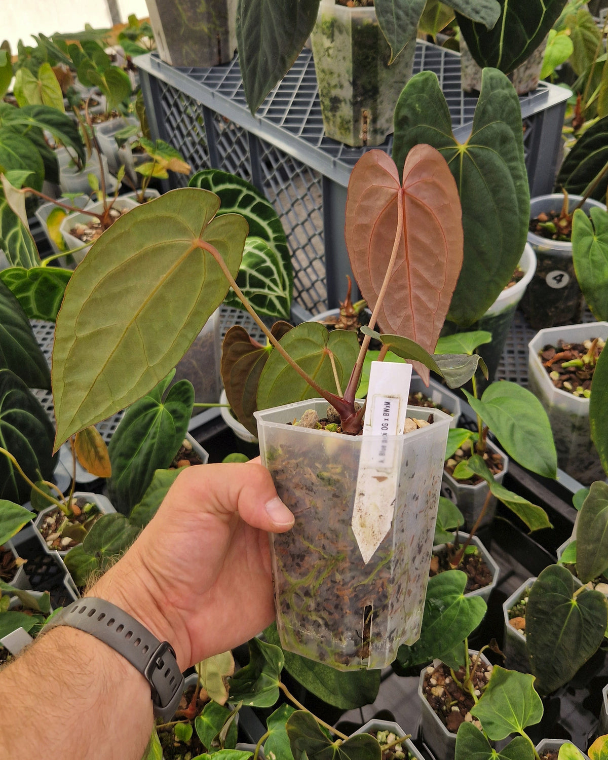 Anthurium 'blue papillilaminum' OG x 'Black Widow x Michelle'
