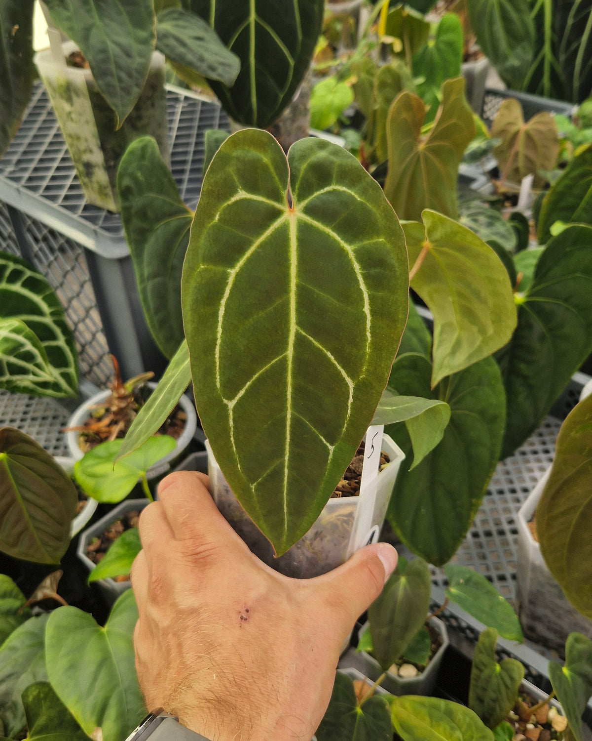 Anthurium 'blue papillilaminum' OG x 'Black Widow x Michelle'