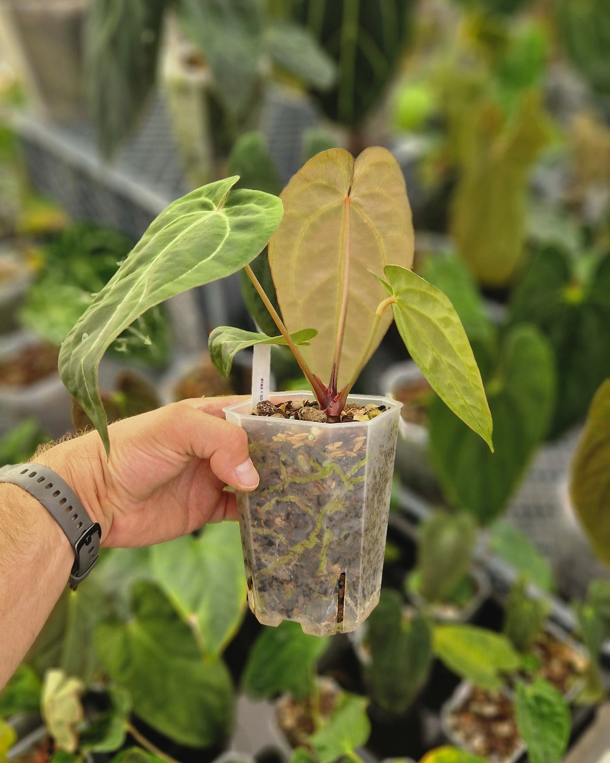 Anthurium 'blue papillilaminum' OG x 'Black Widow x Michelle'