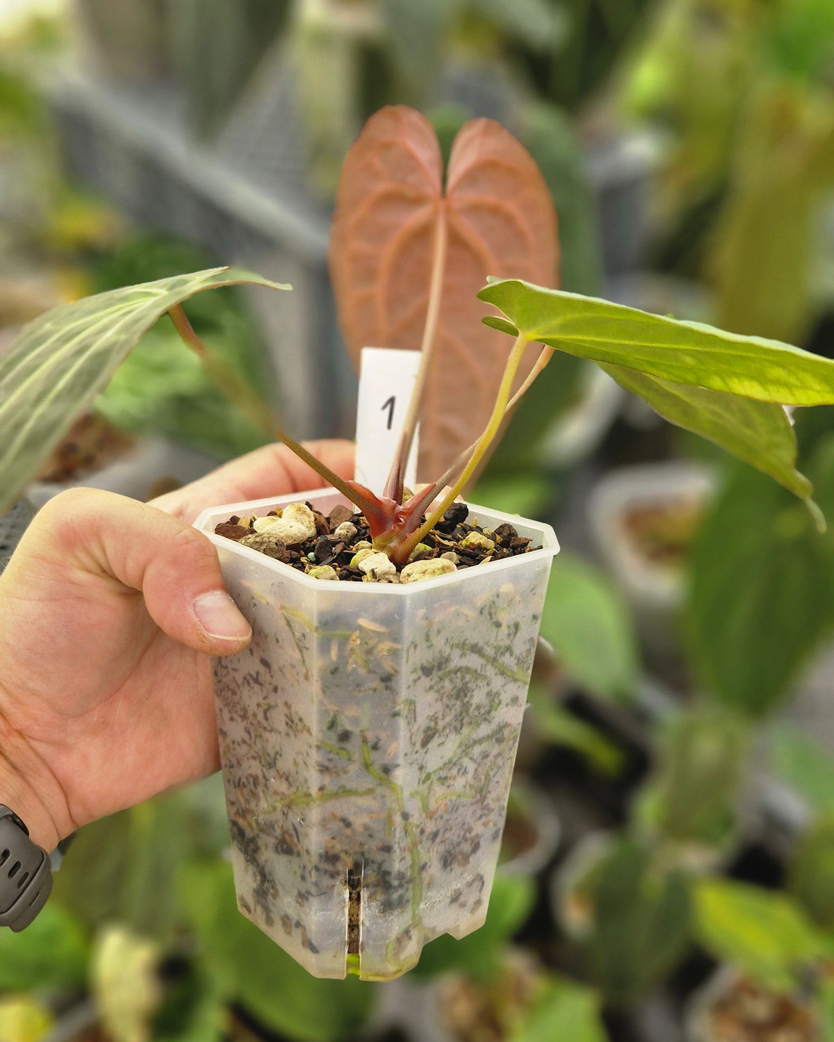 Anthurium 'blue papillilaminum' OG x 'Black Widow x Michelle'