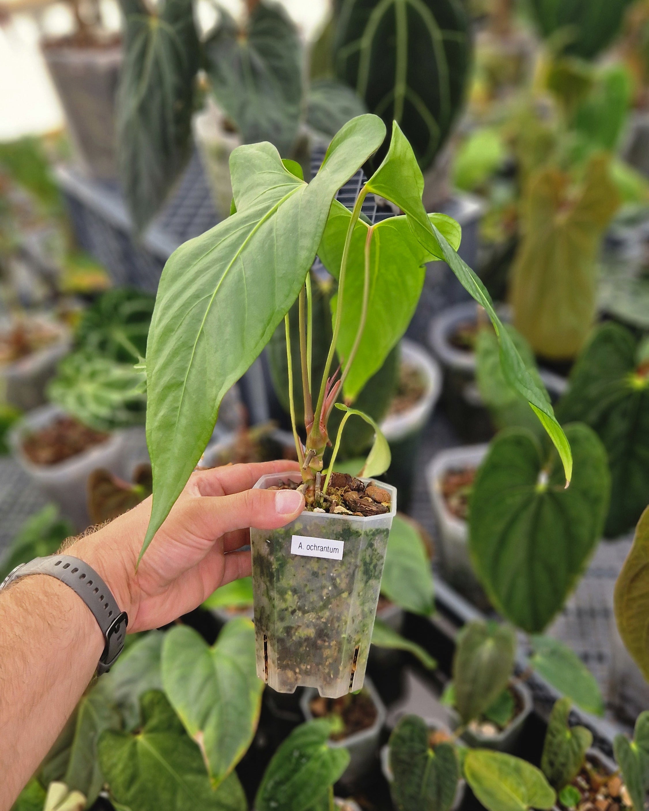Anthurium ochranthum
