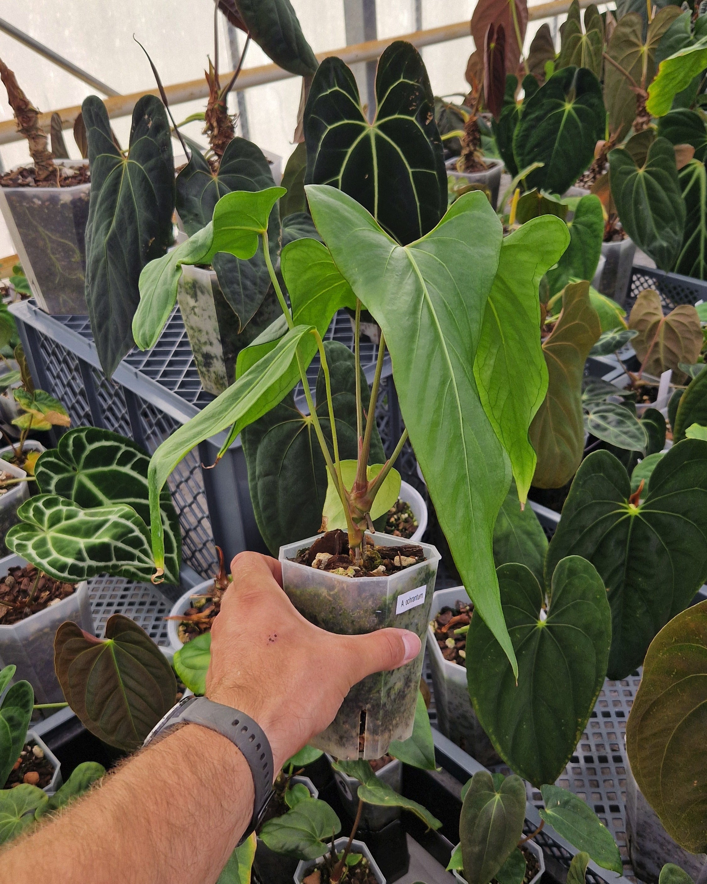 Anthurium ochranthum