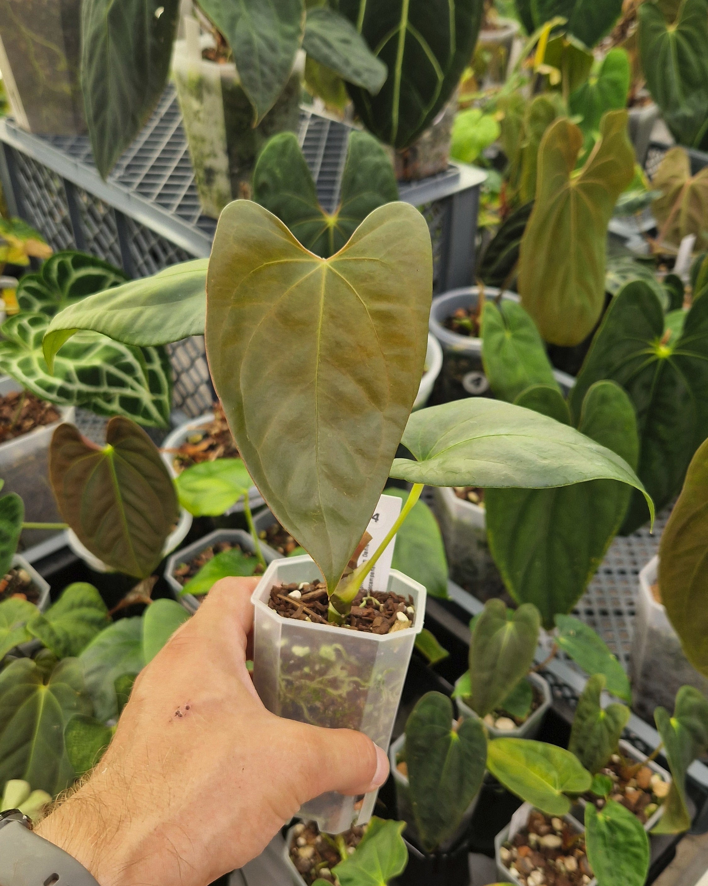 Anthurium papillilaminum Daniel x cerrocampanense wide sinus