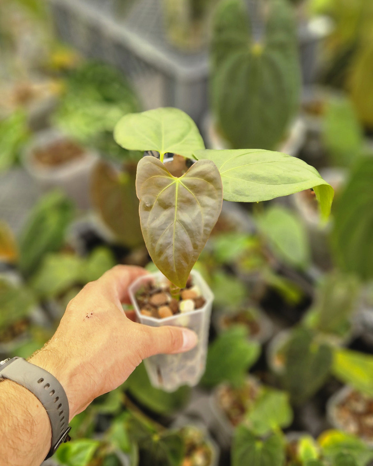 Anthurium papillilaminum Daniel x cerrocampanense wide sinus