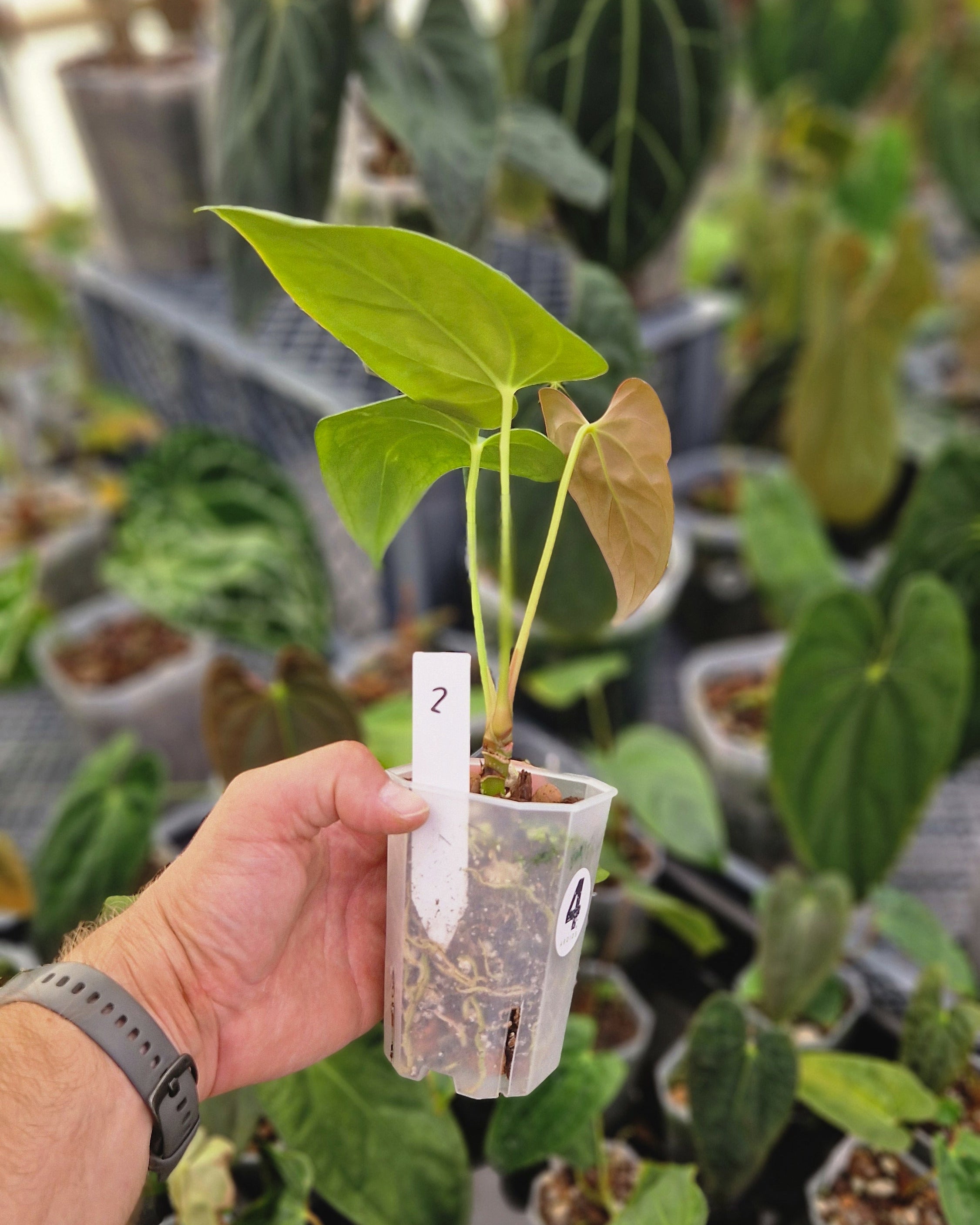 Anthurium papillilaminum Daniel x cerrocampanense wide sinus