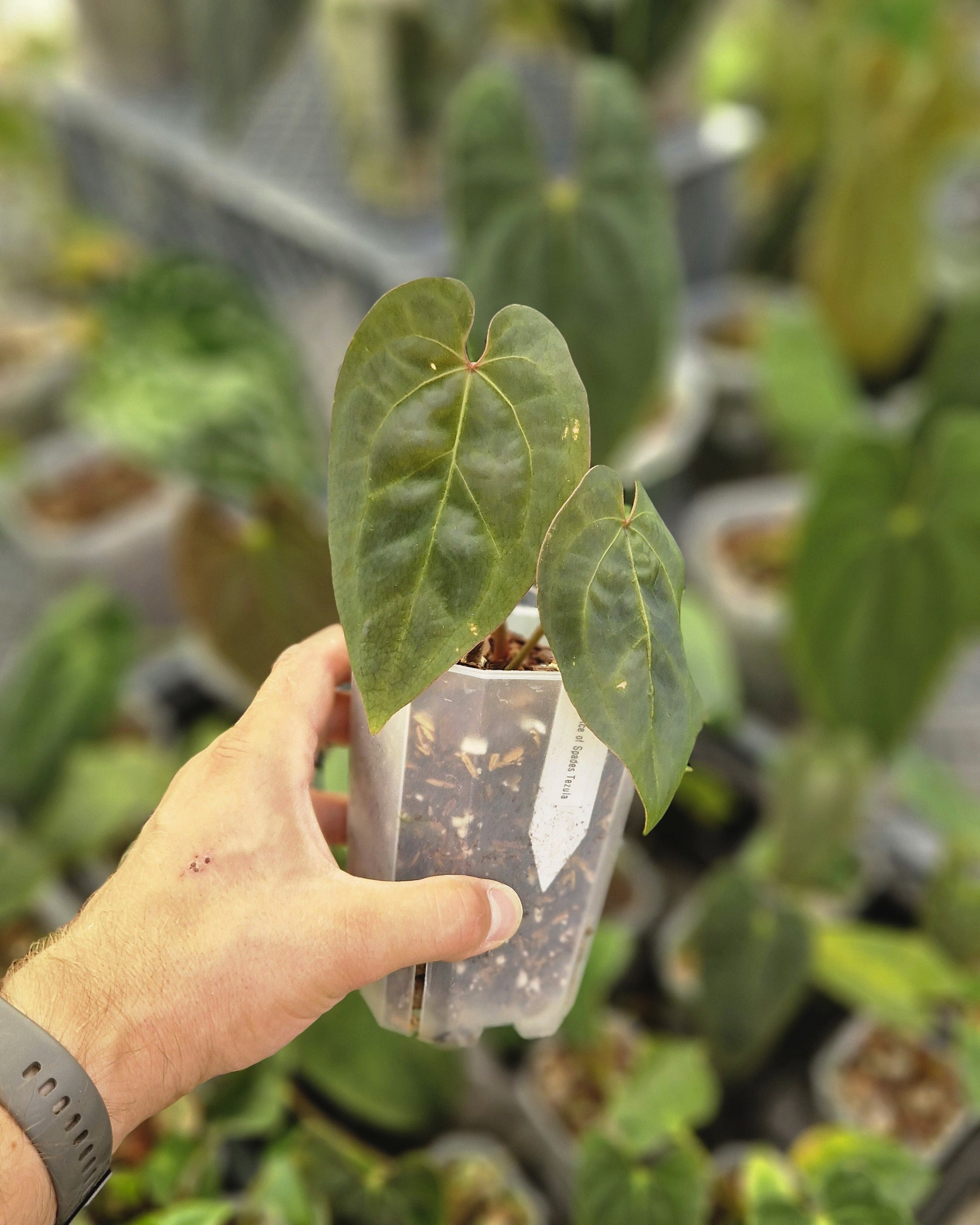 Anthurium 'Ace of Spades' Dark Form