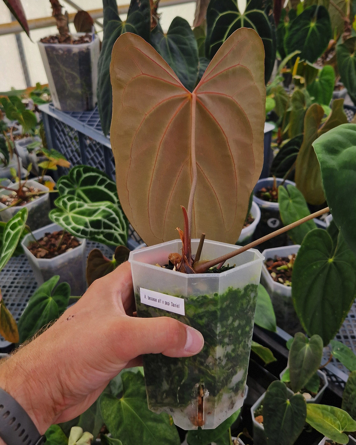 Anthurium besseae aff x papillilaminum Daniel