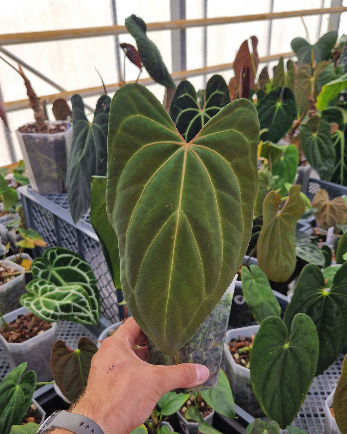 Anthurium besseae aff x papillilaminum Daniel
