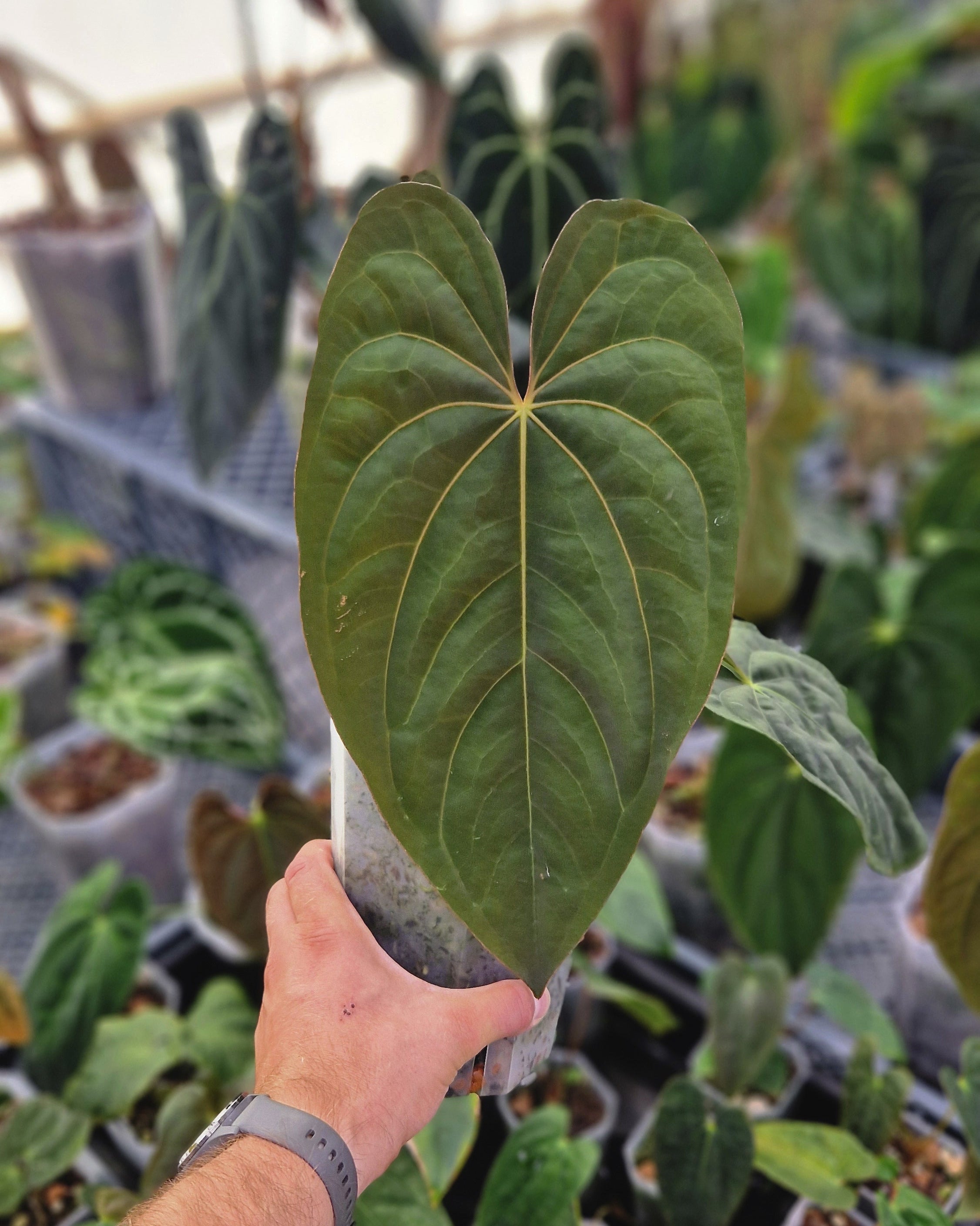 Anthurium papillilaminum 'Daniel' x dressleri T1