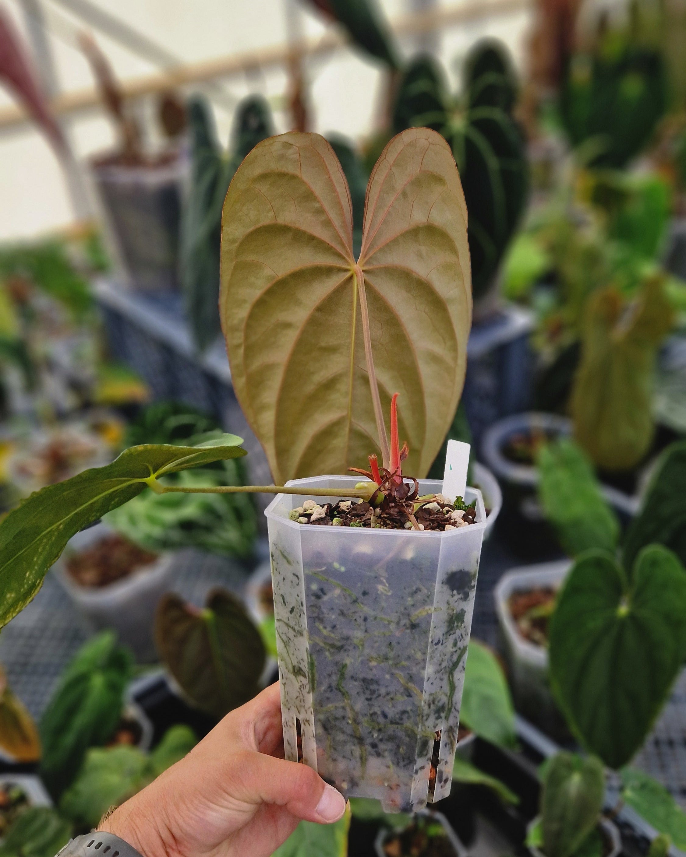 Anthurium papillilaminum 'Daniel' x dressleri T1