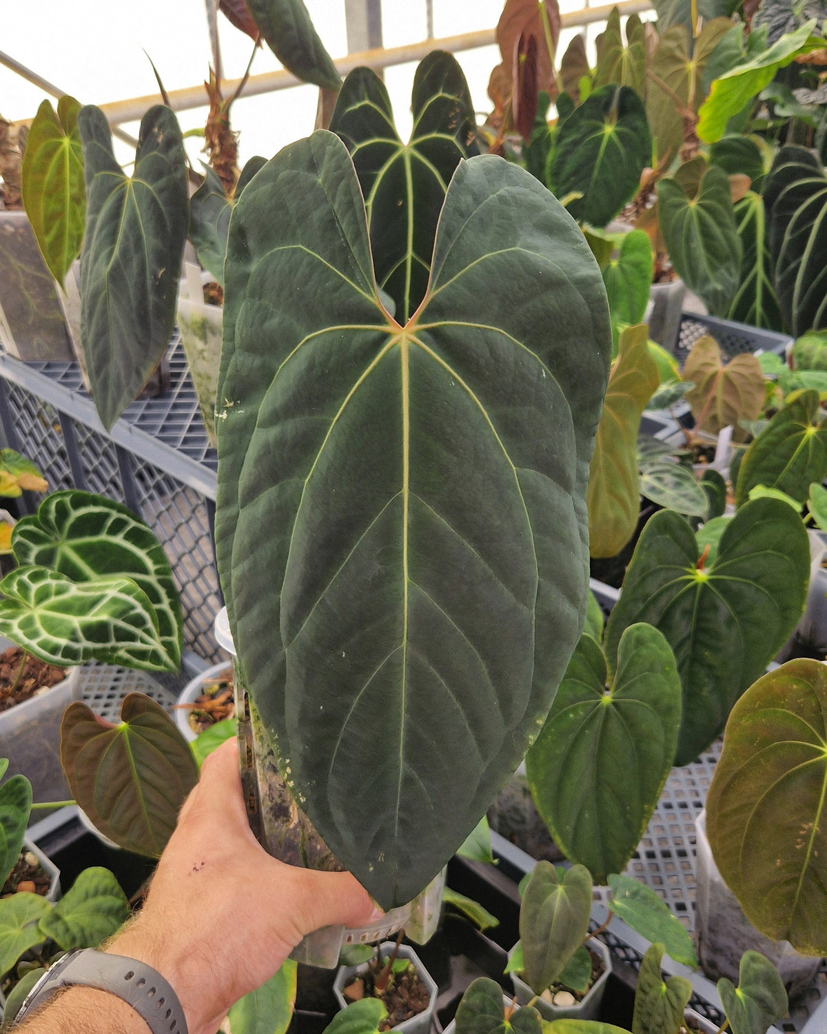 Anthurium besseae aff x papillilaminum Daniel