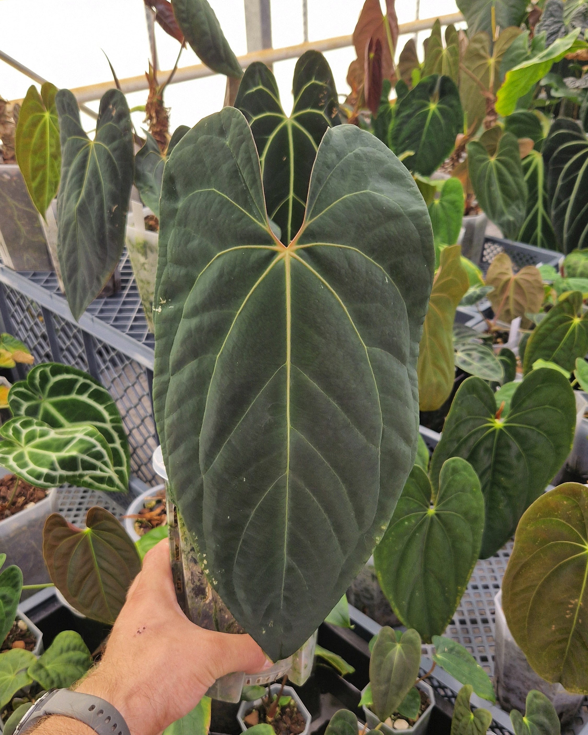 Anthurium besseae aff x papillilaminum Daniel