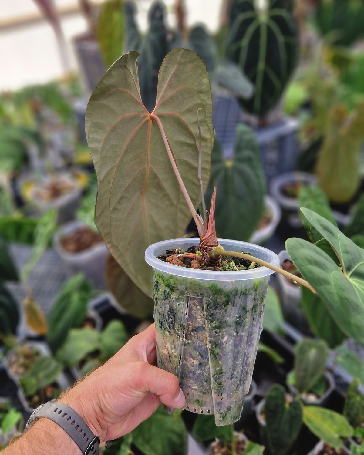 Anthurium besseae aff x papillilaminum Daniel