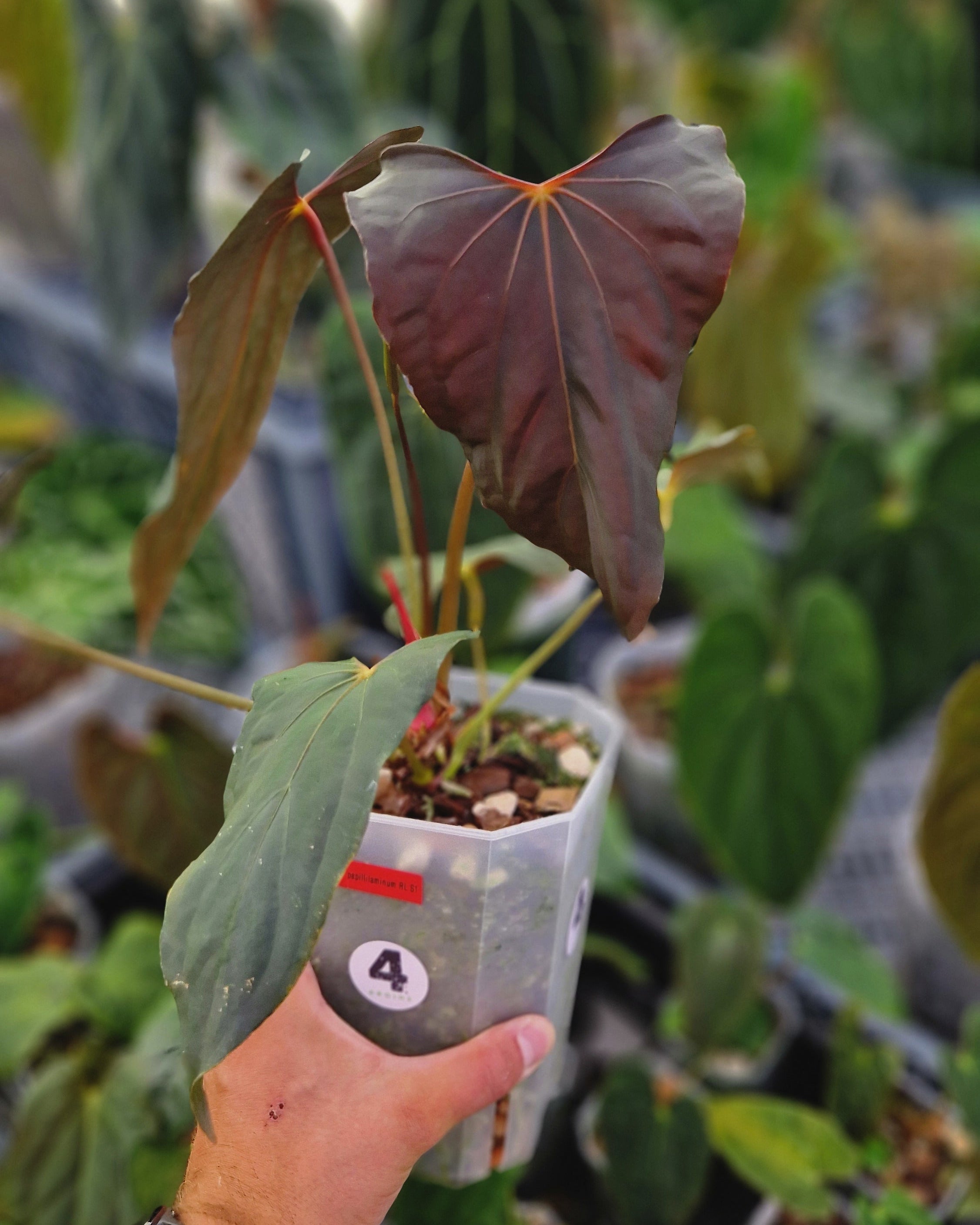 Anthurium papillilaminum Ralph Lynam S1