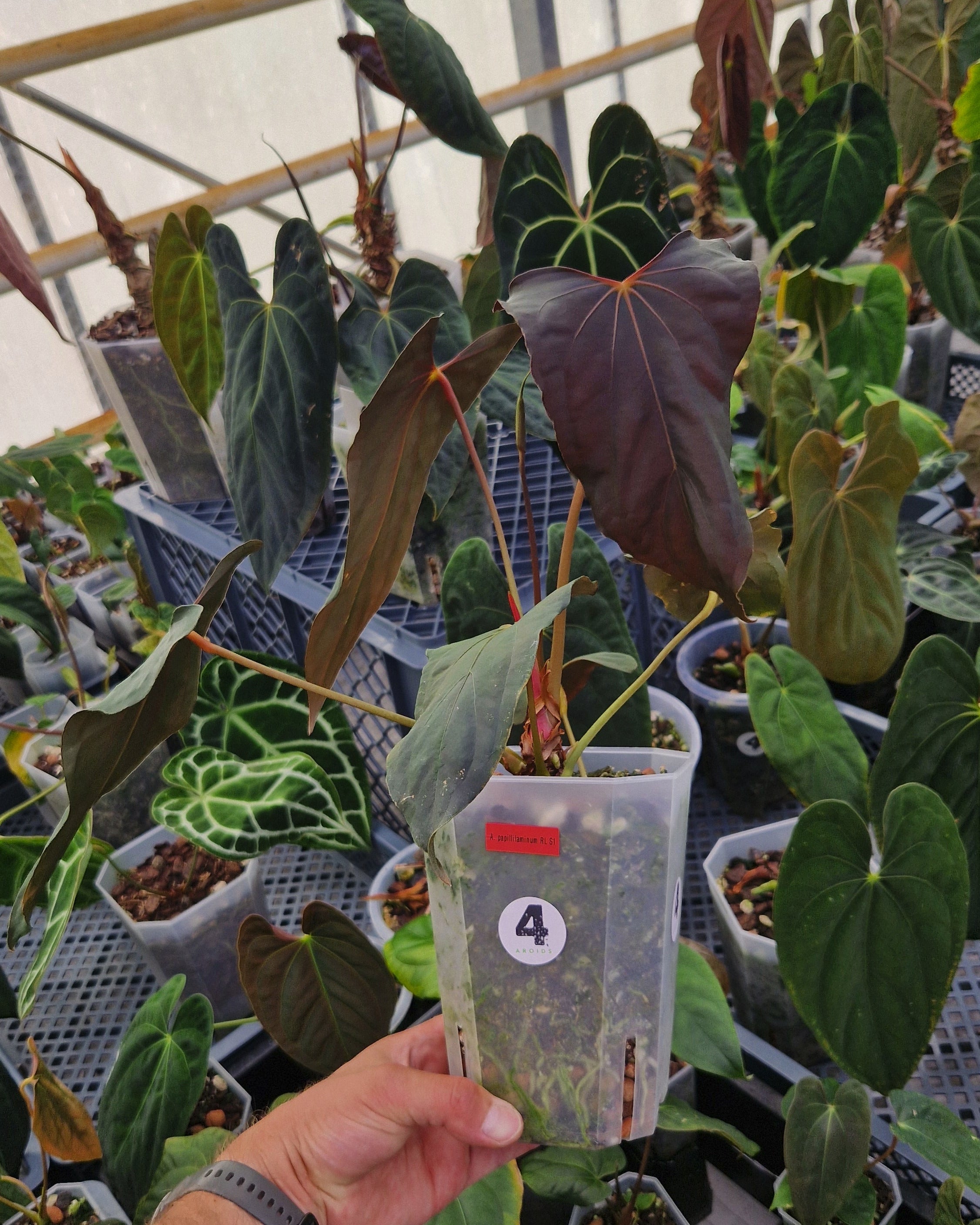 Anthurium papillilaminum Ralph Lynam S1