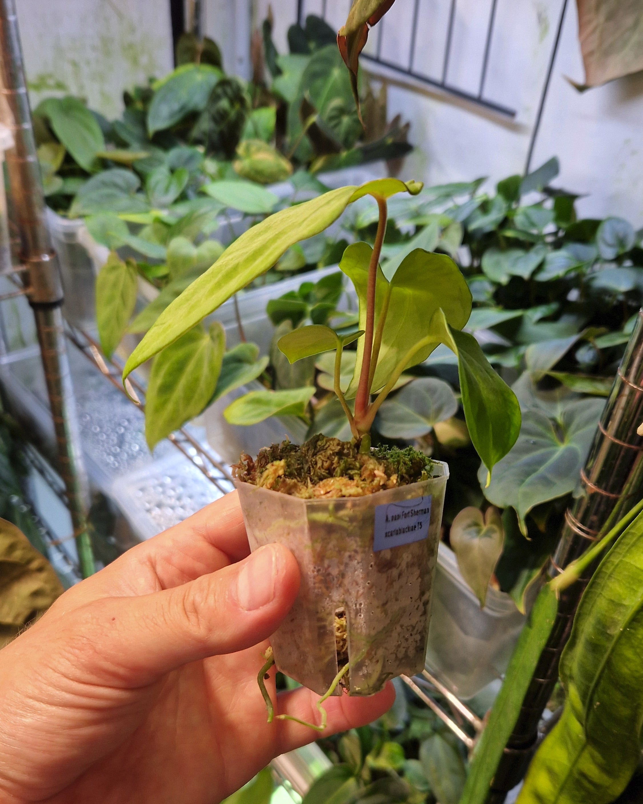 Anthurium papillilaminum Fort Sherman x carlablackiae T5