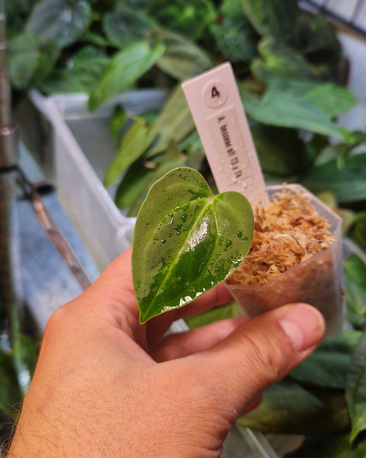 Anthurium besseae aff T3 x T4